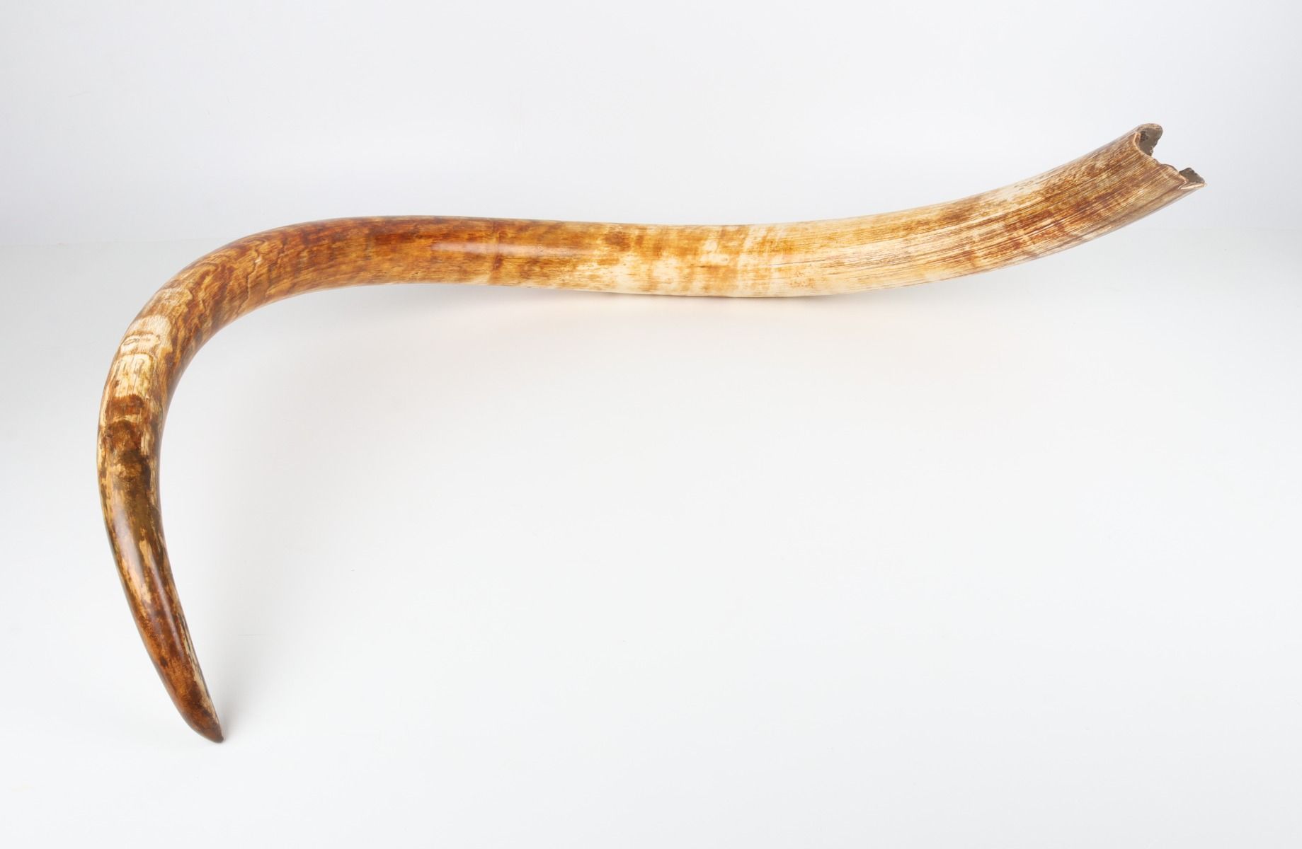 Natural woolly mammoth tusk