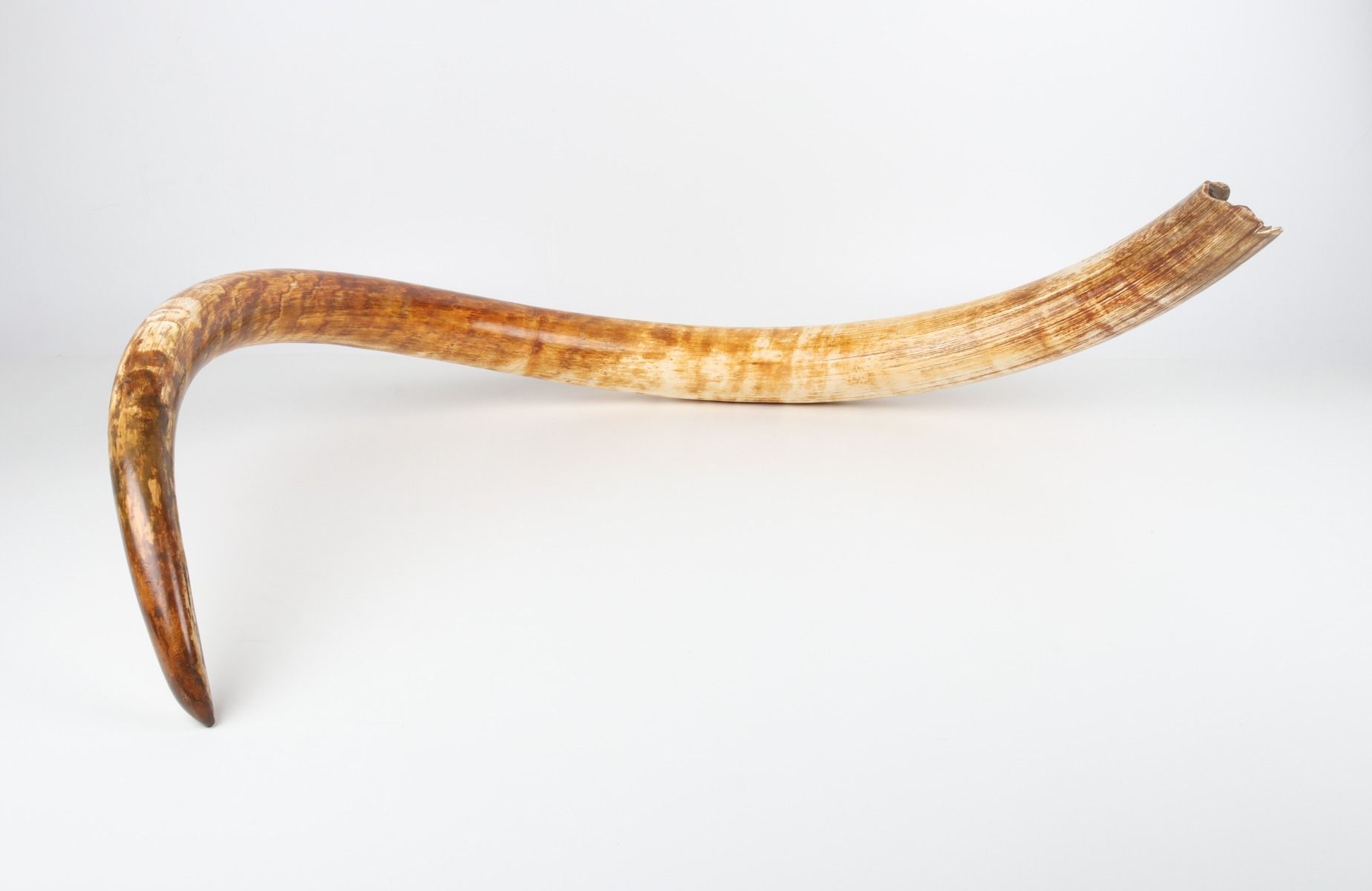 Natural woolly mammoth tusk