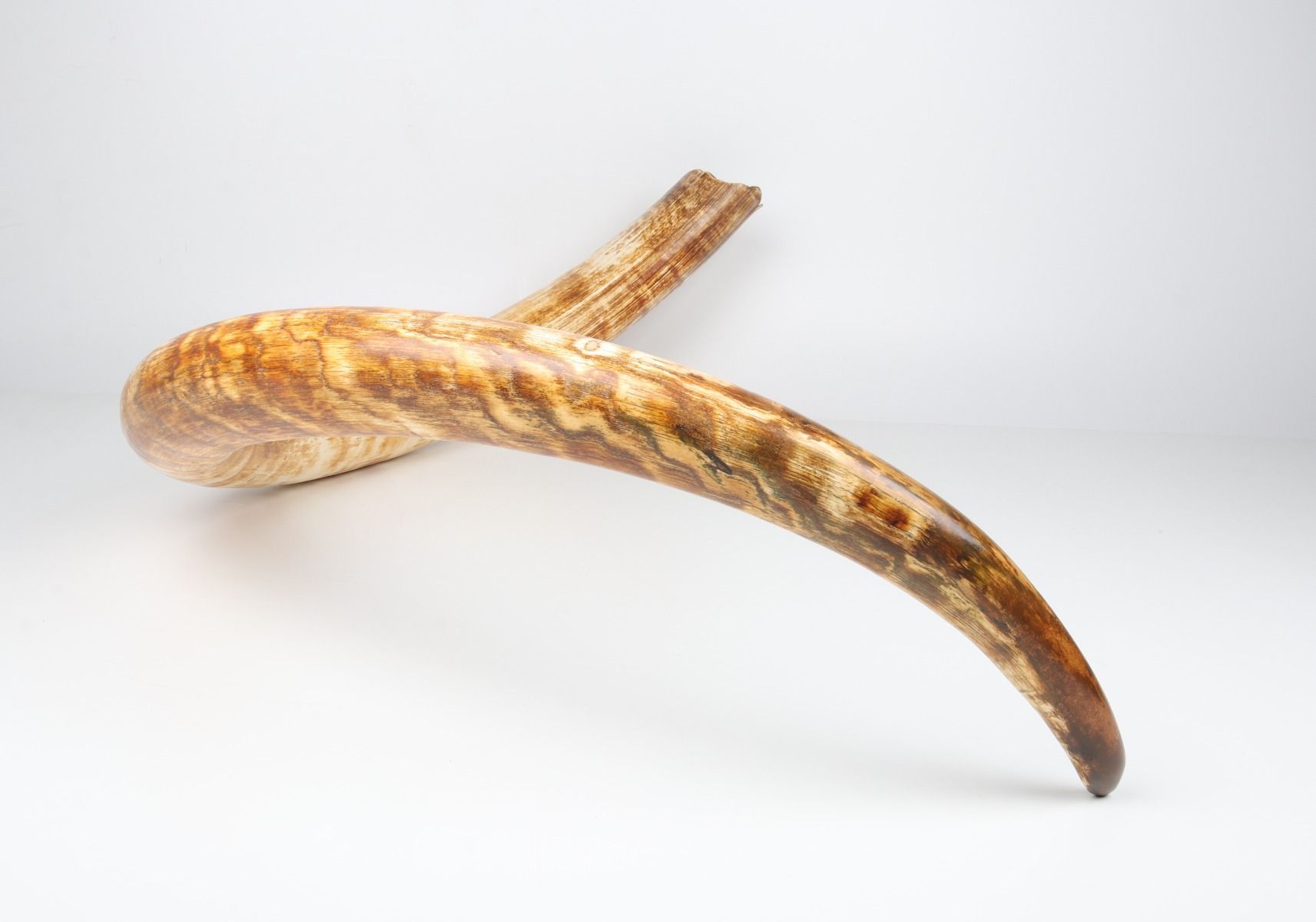 Natural woolly mammoth tusk