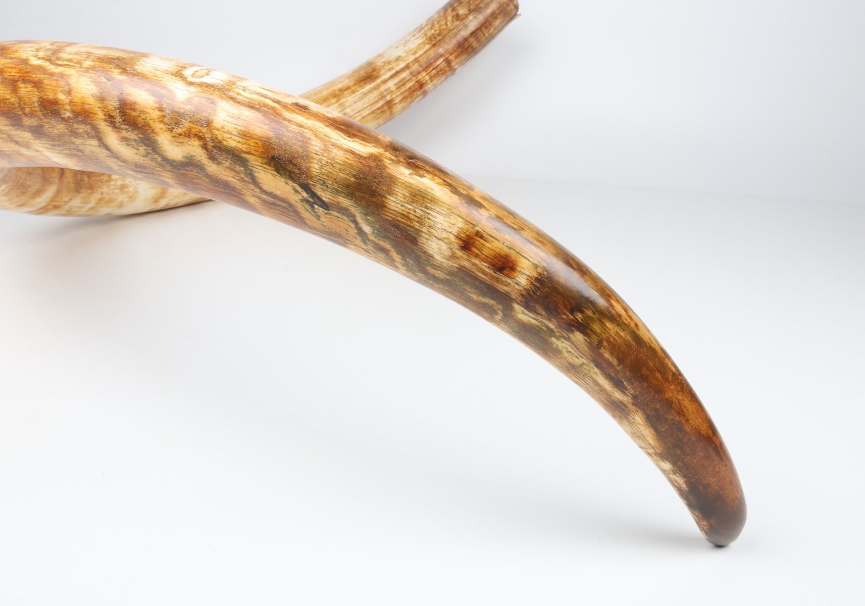 Natural woolly mammoth tusk
