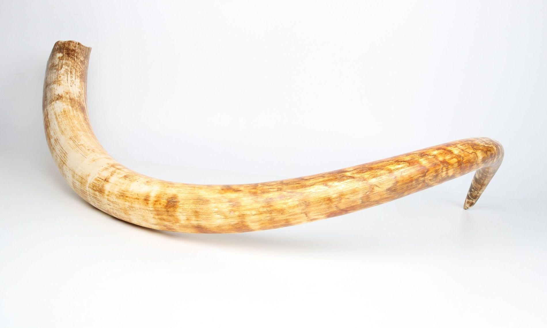 Natural woolly mammoth tusk