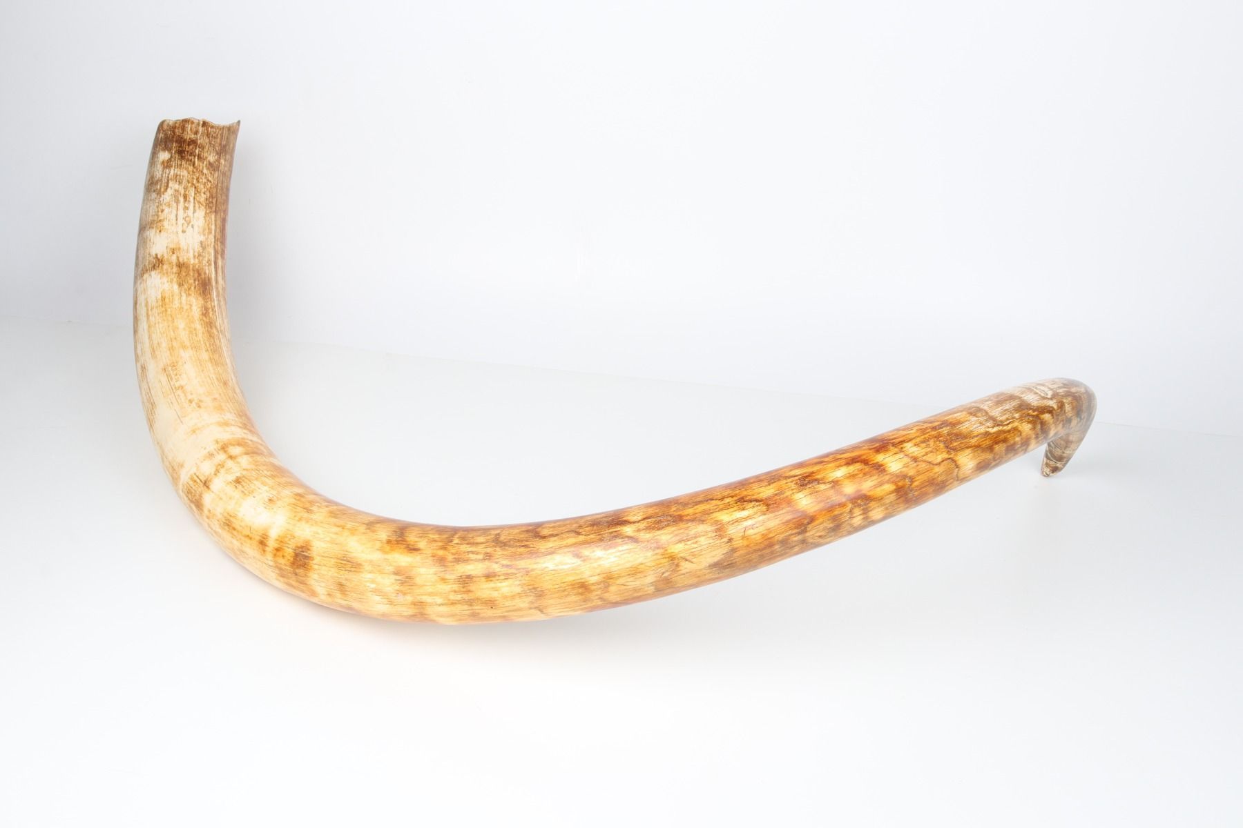 Natural woolly mammoth tusk