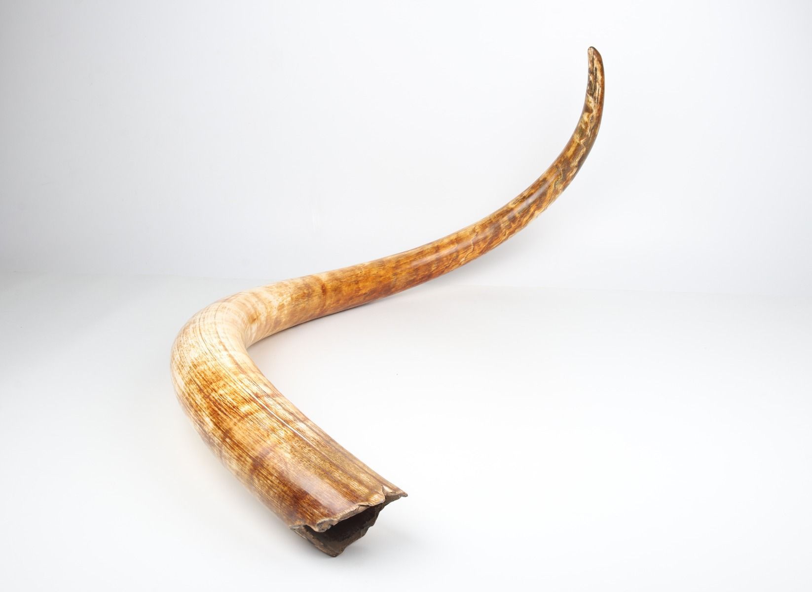 Natural woolly mammoth tusk