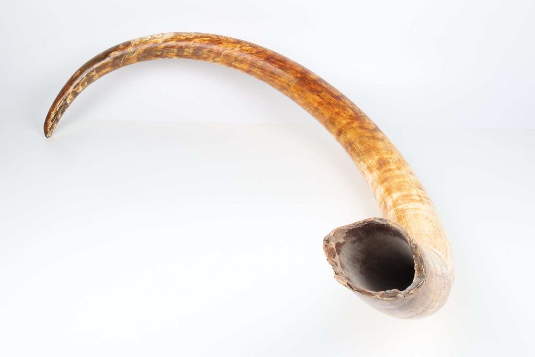 Natural woolly mammoth tusk