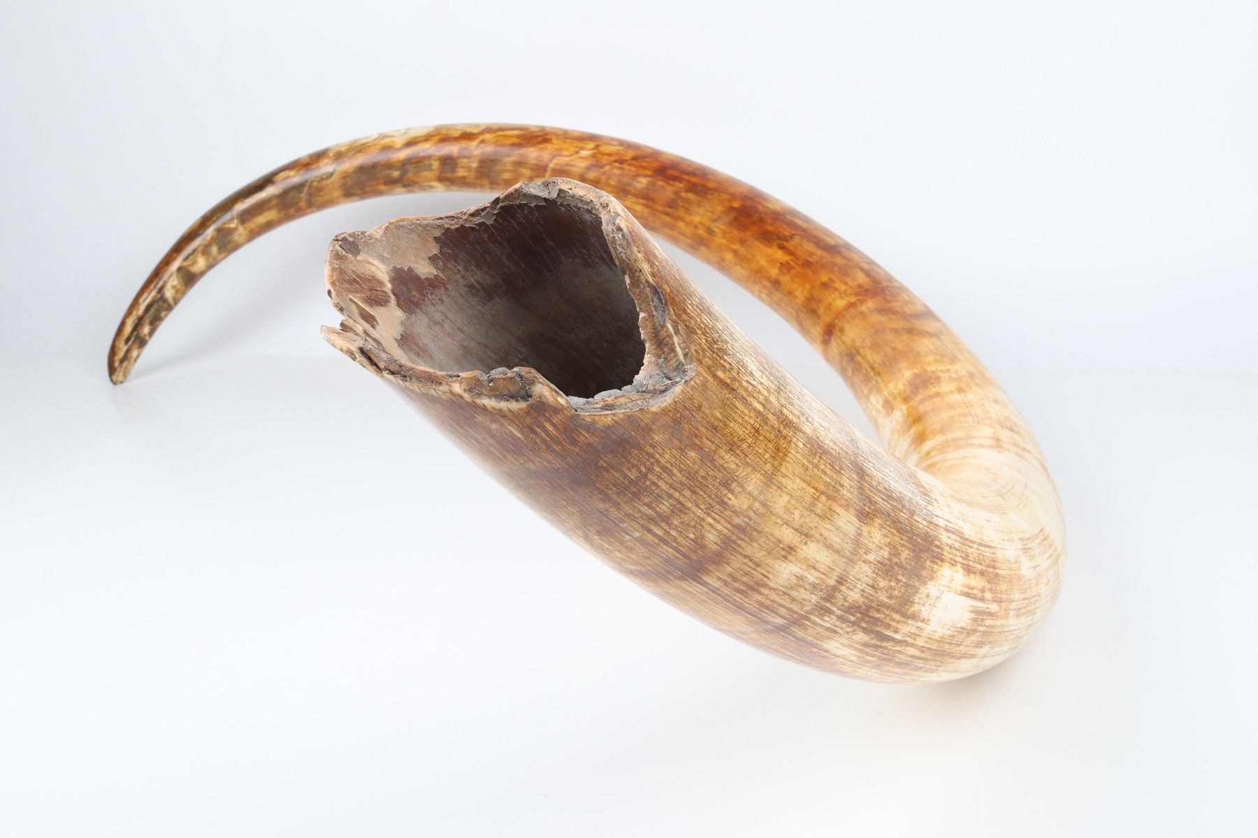 Natural woolly mammoth tusk