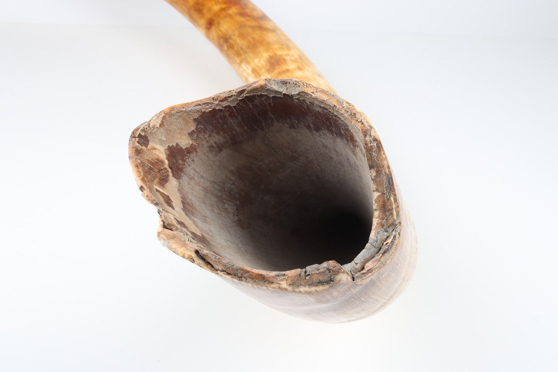 Natural woolly mammoth tusk