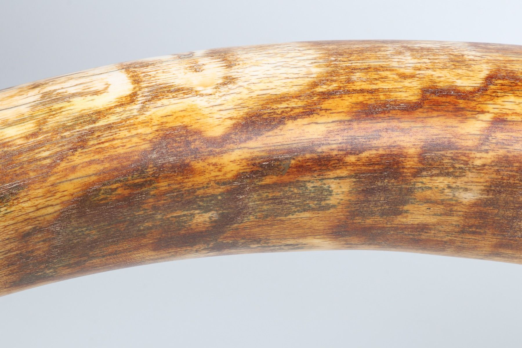 Natural woolly mammoth tusk
