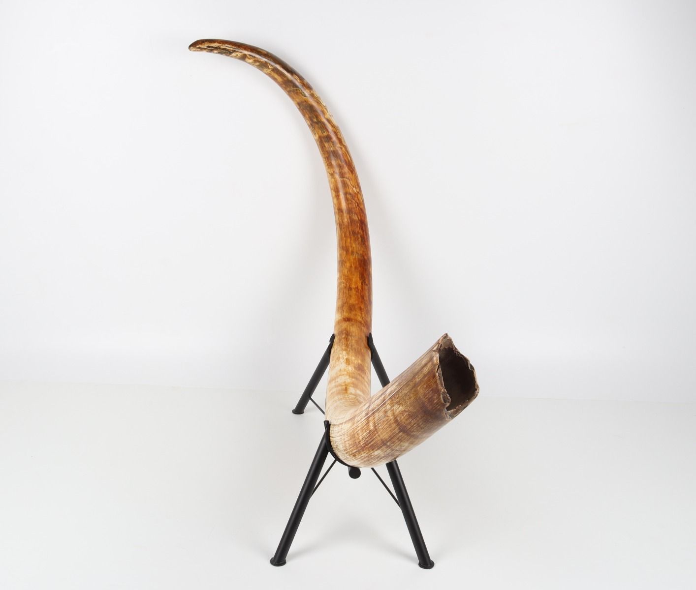 Natural woolly mammoth tusk