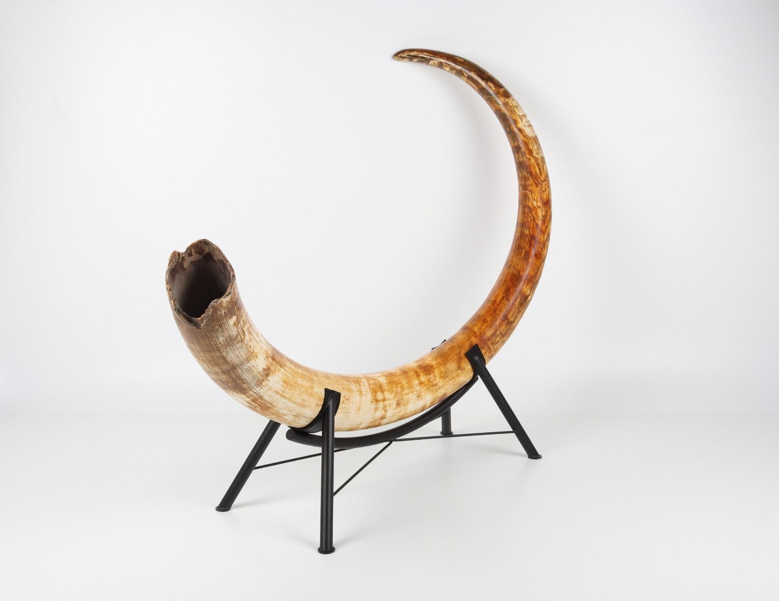 Natural woolly mammoth tusk