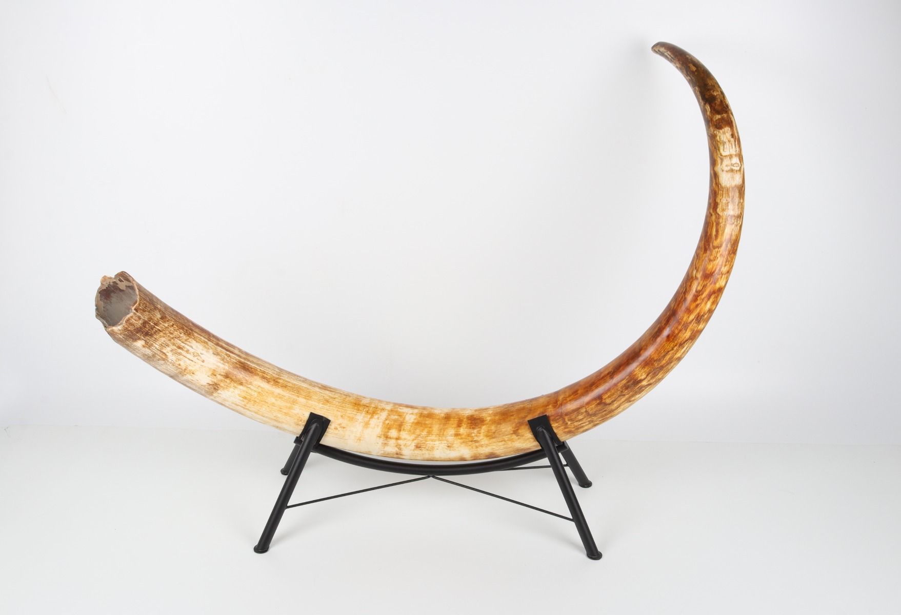 Natural woolly mammoth tusk