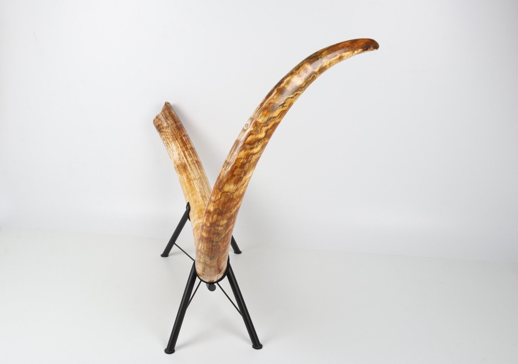 Natural woolly mammoth tusk