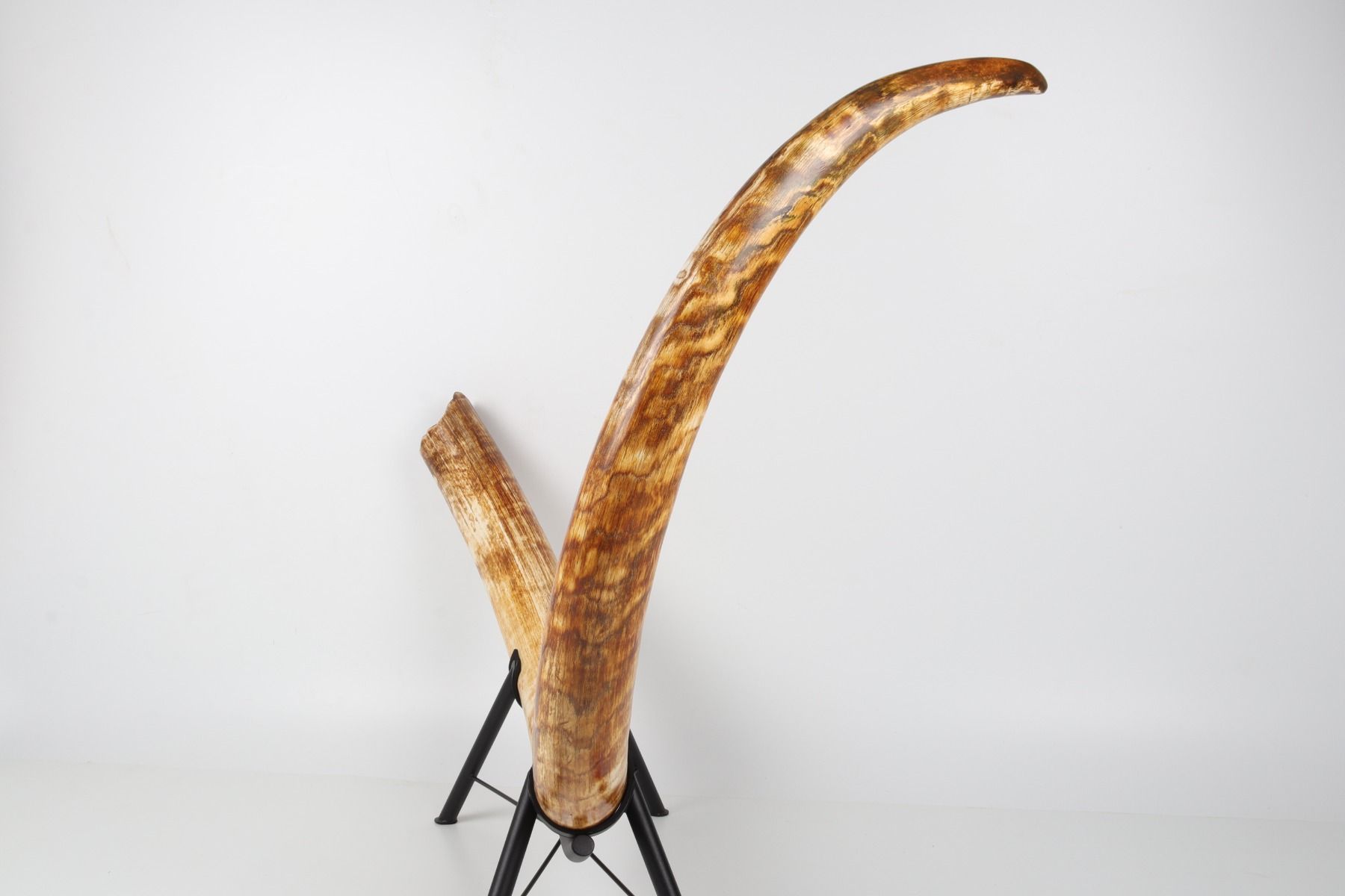 Natural woolly mammoth tusk