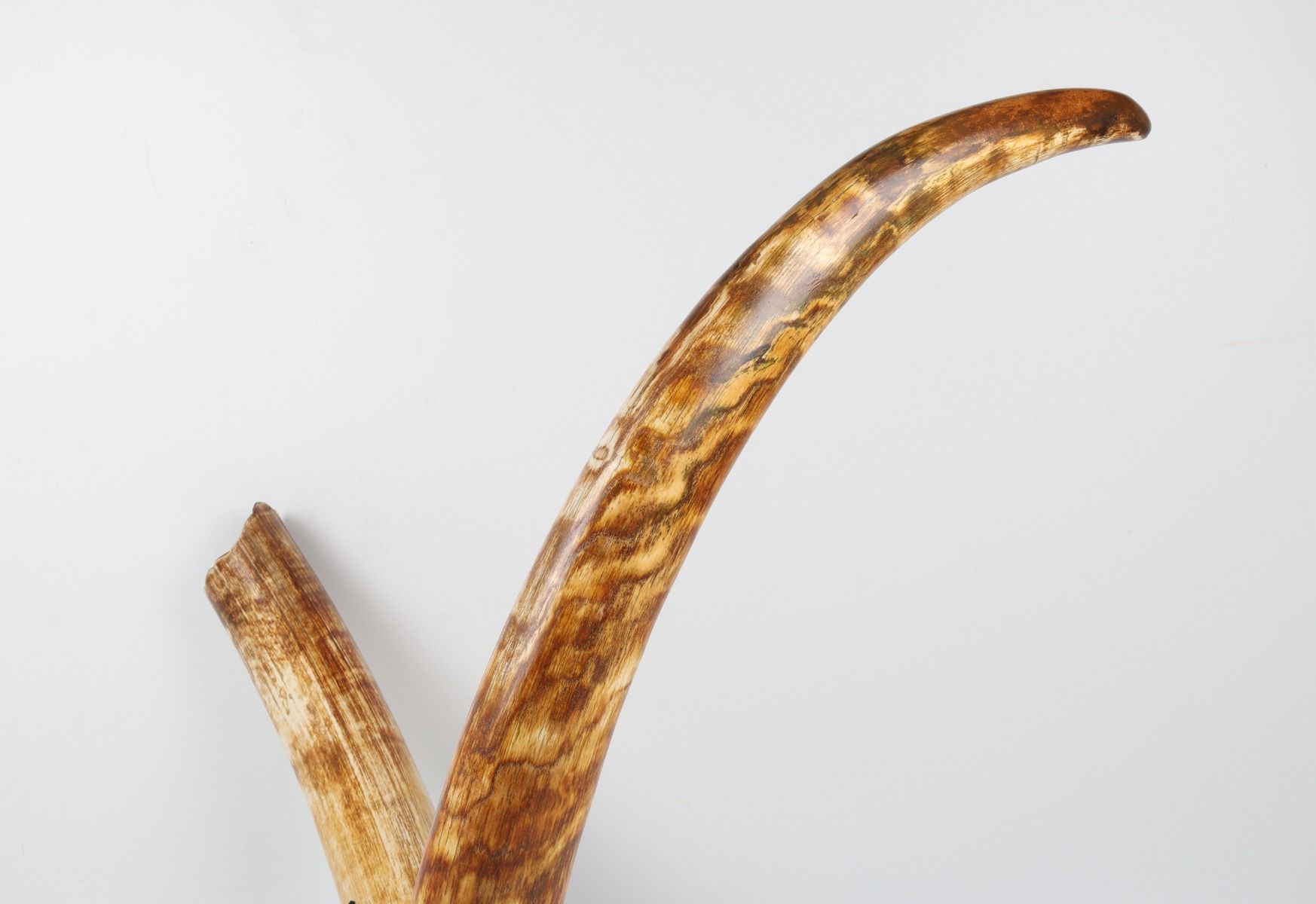 Natural woolly mammoth tusk