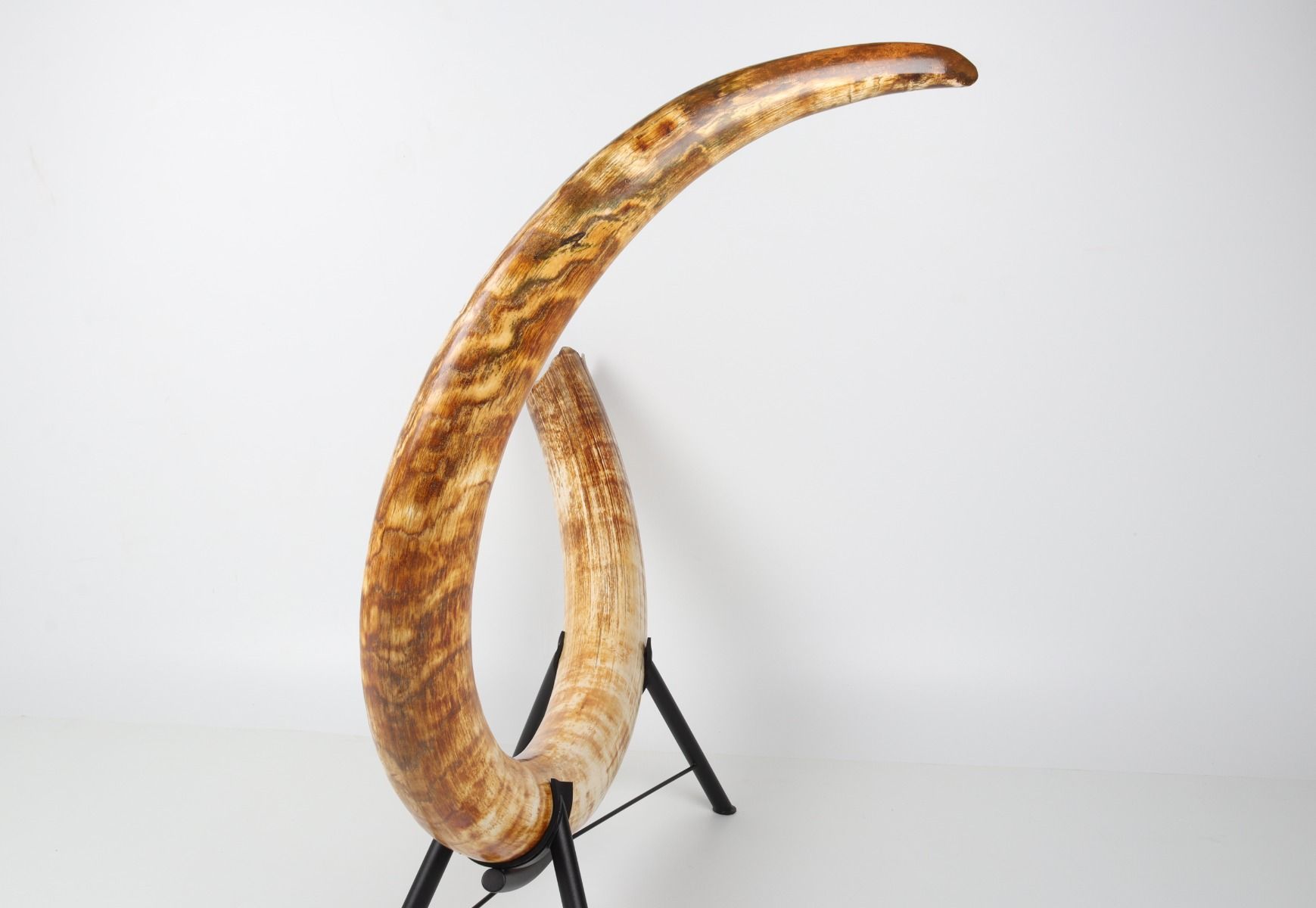 Natural woolly mammoth tusk