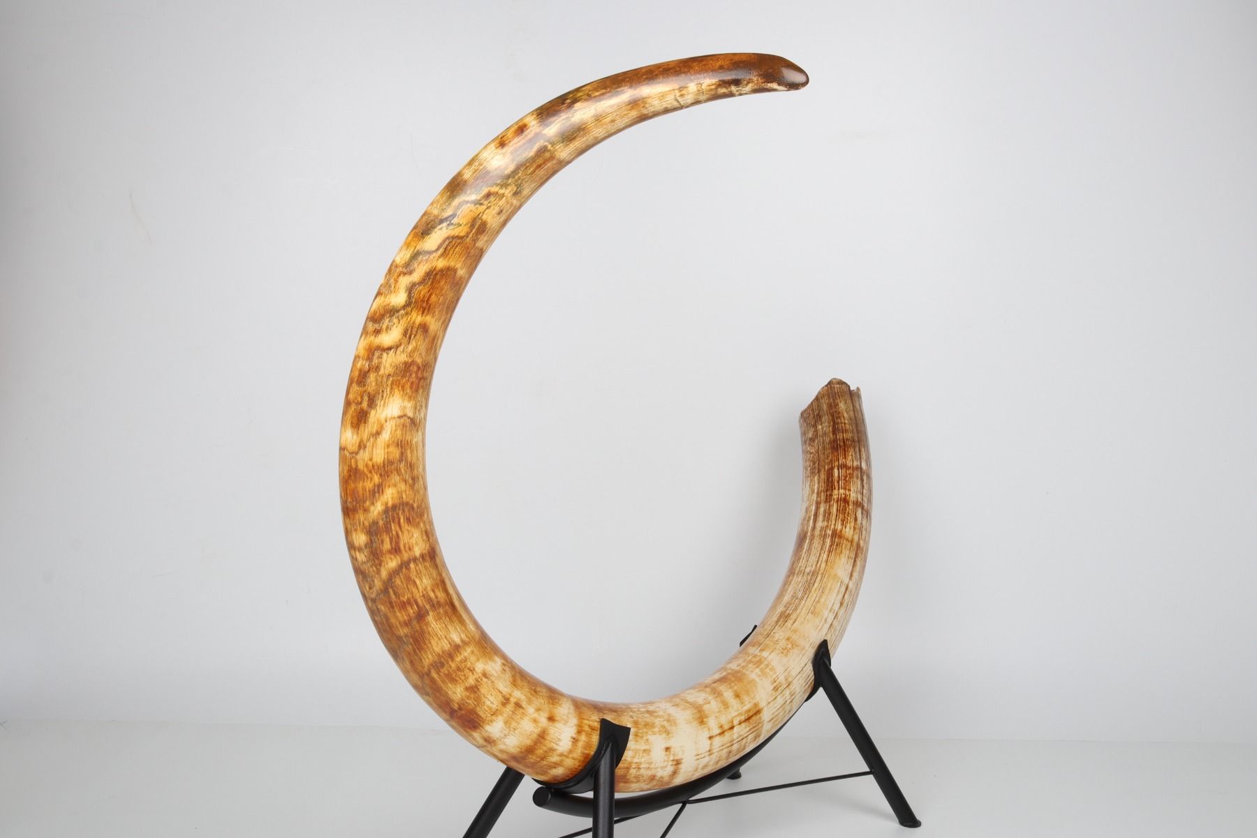 Natural woolly mammoth tusk