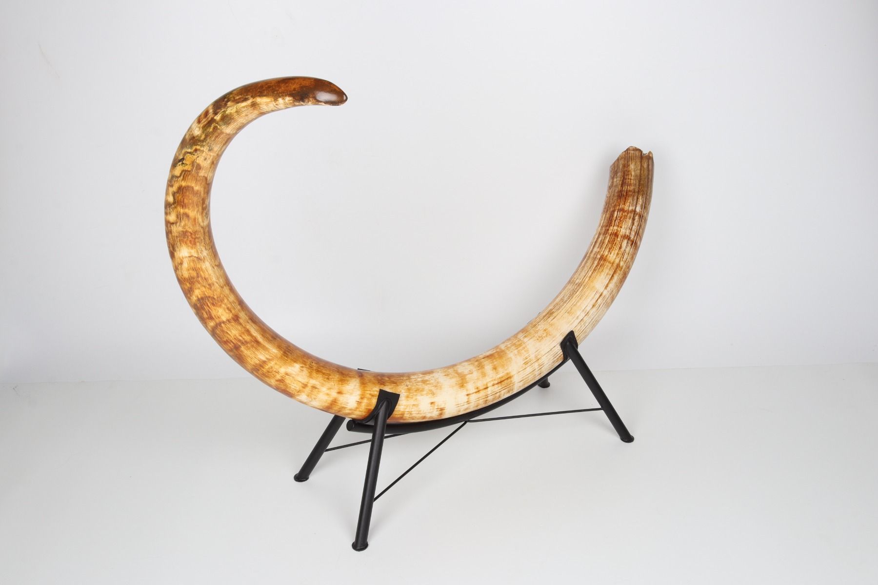 Natural woolly mammoth tusk
