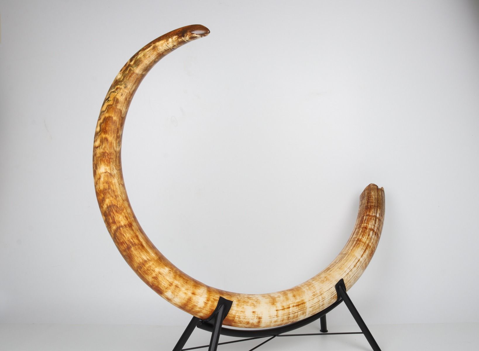 Natural woolly mammoth tusk