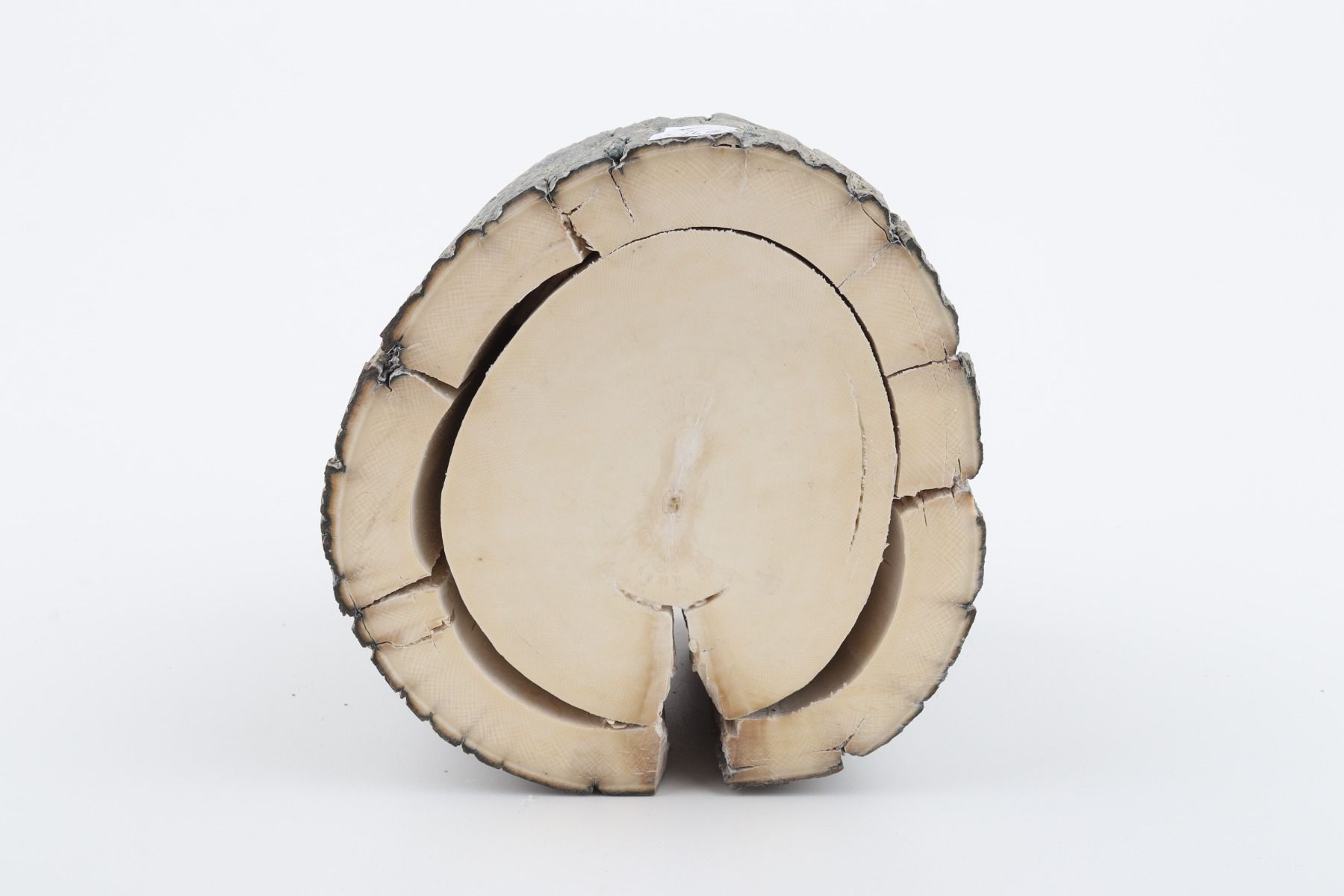 Round mammoth ivory piece