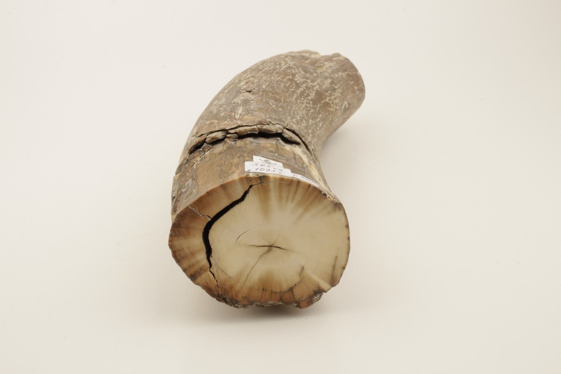 Brown mammoth tusk piece