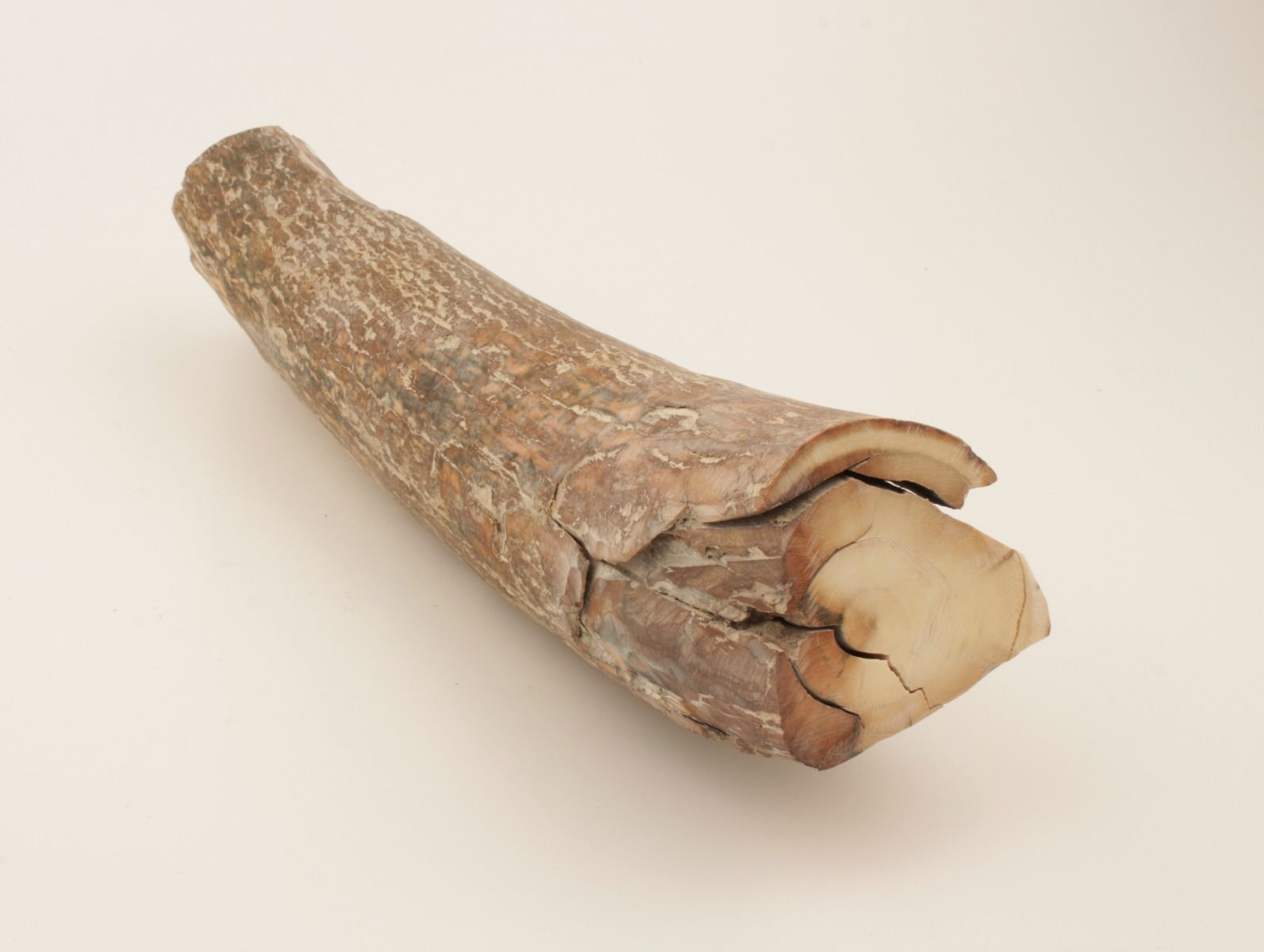 Brown mammoth tusk piece