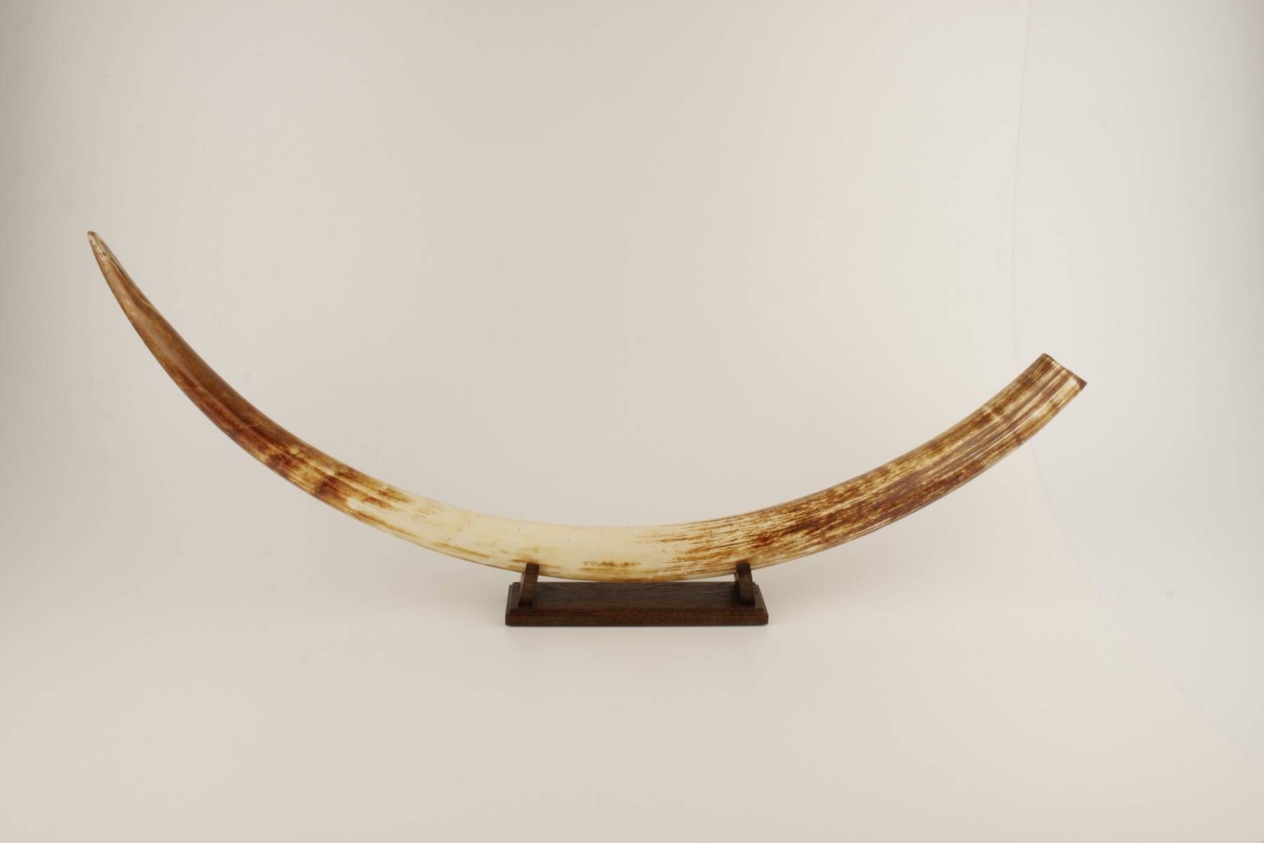 Natural woolly mammoth tusk 