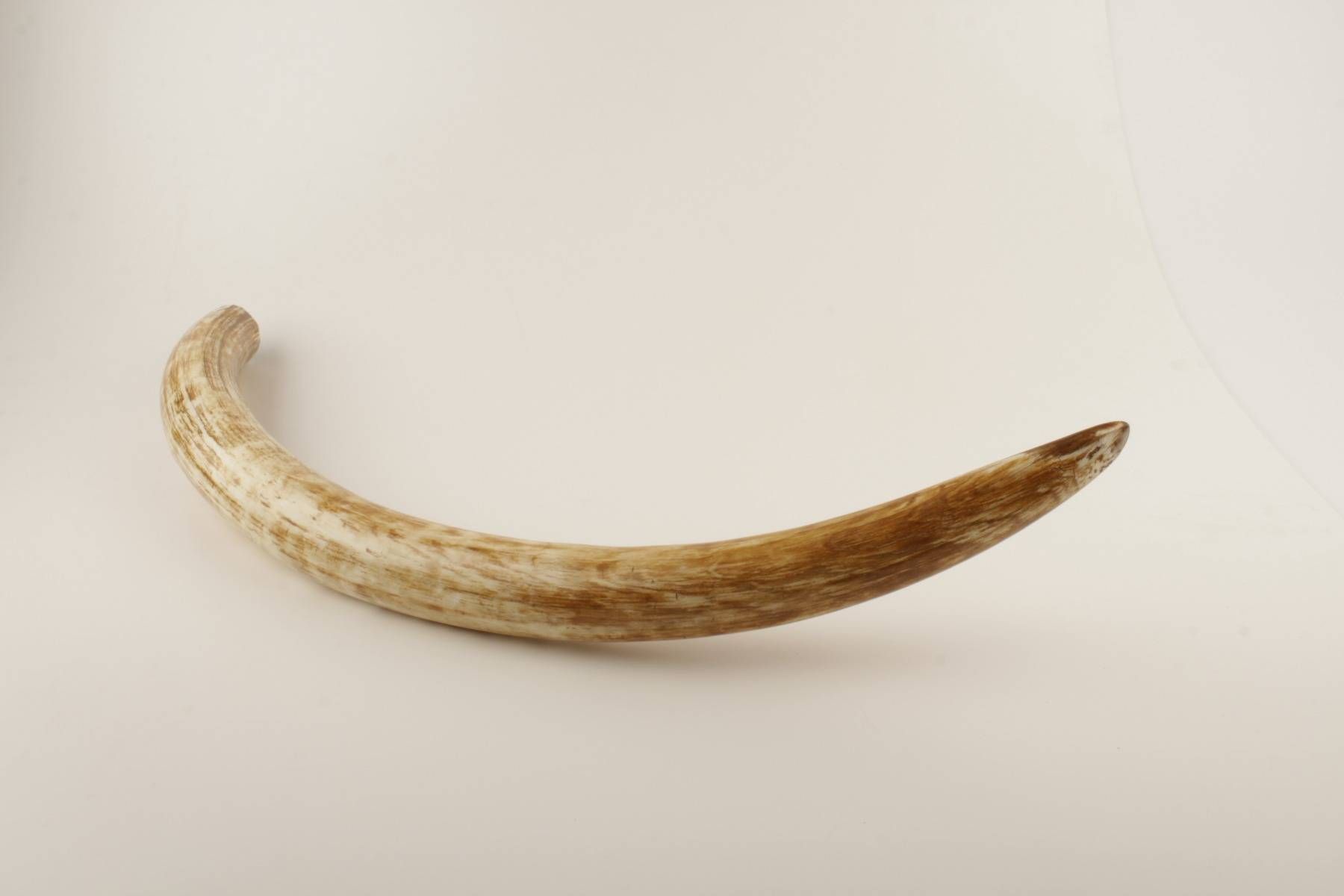 Natural woolly mammoth tusk 