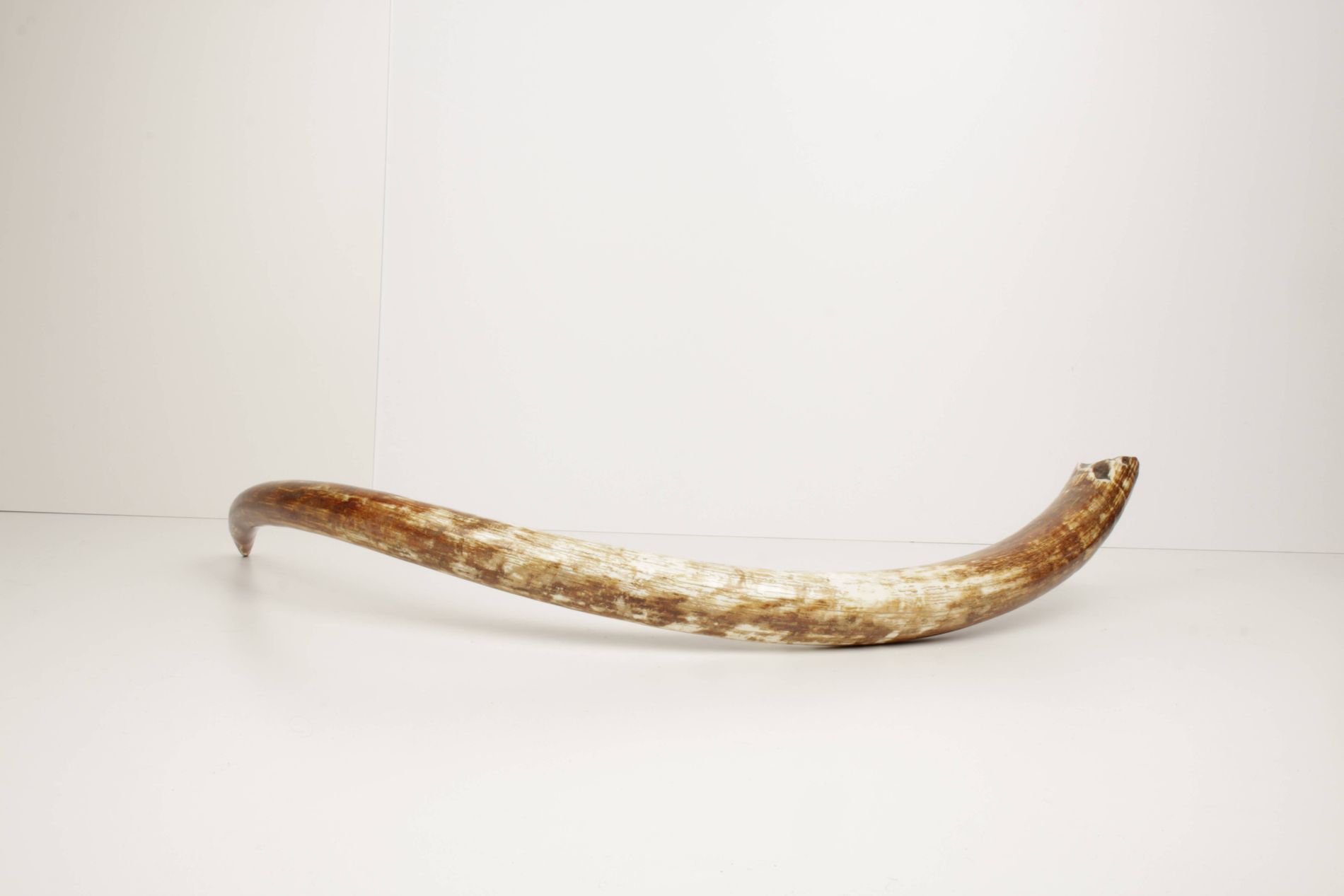 Natural woolly mammoth tusk
