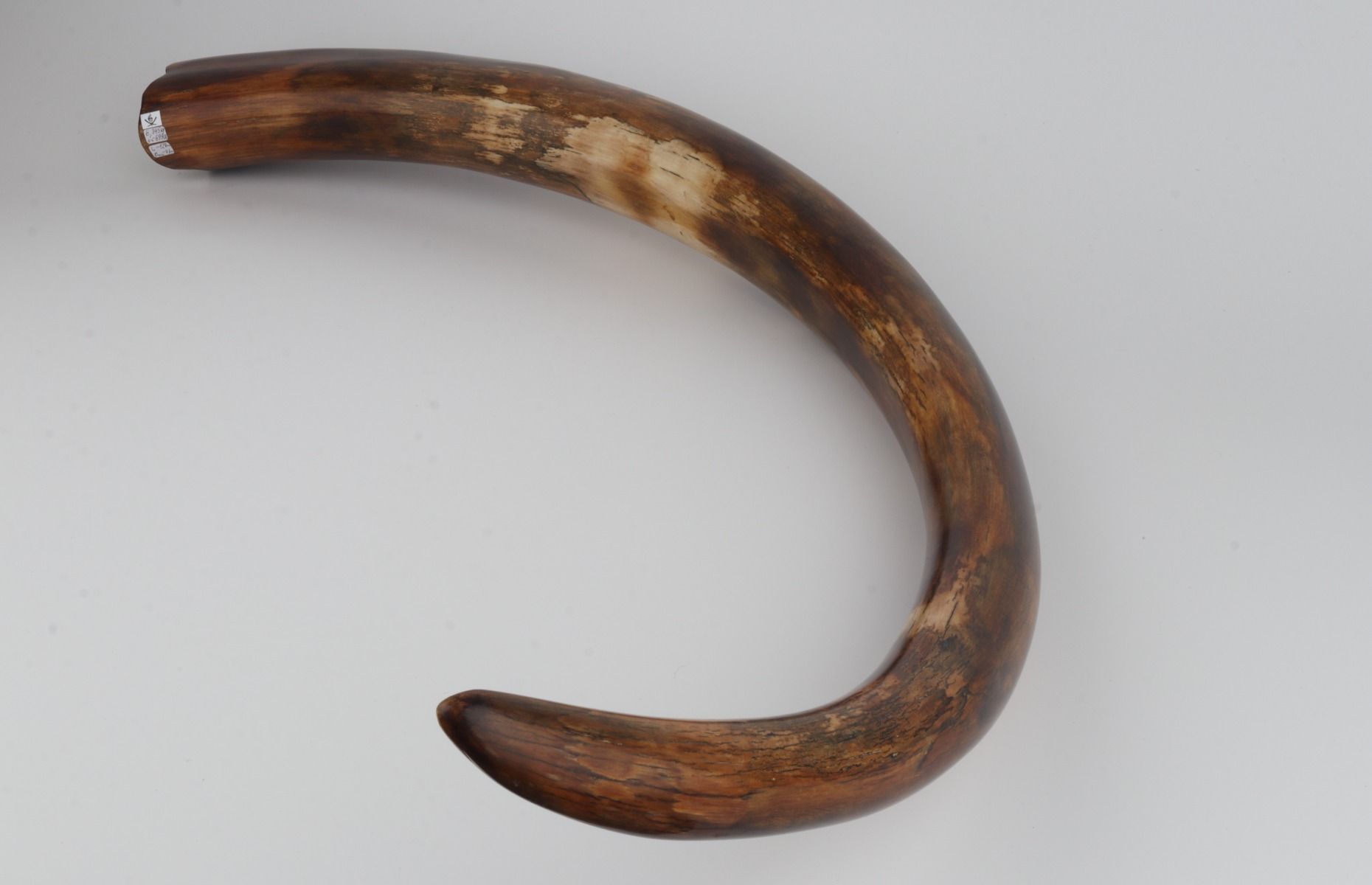 Restored woolly mammoth tusk