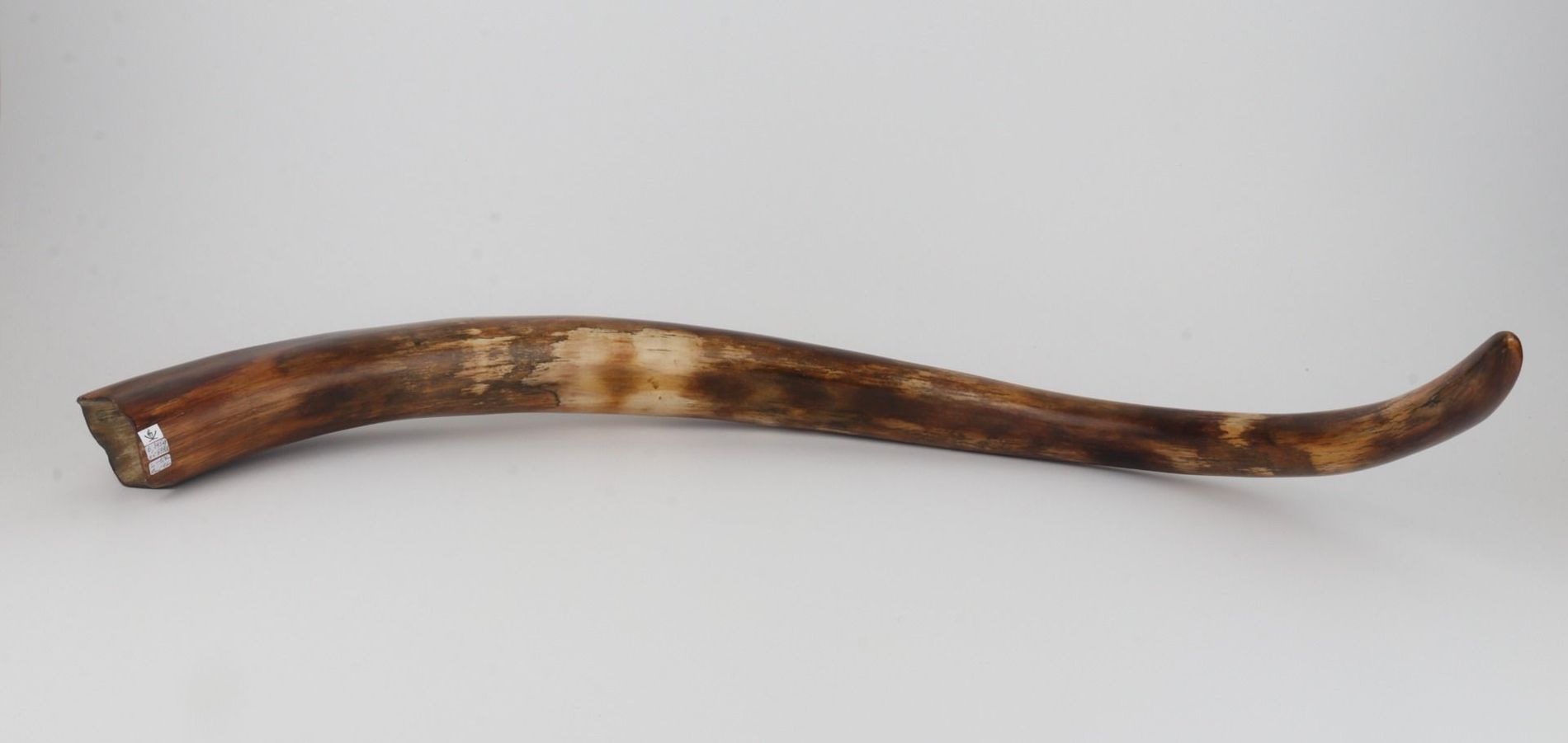 Restored woolly mammoth tusk