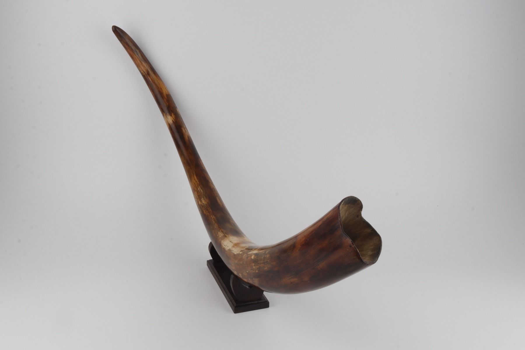 Restored woolly mammoth tusk