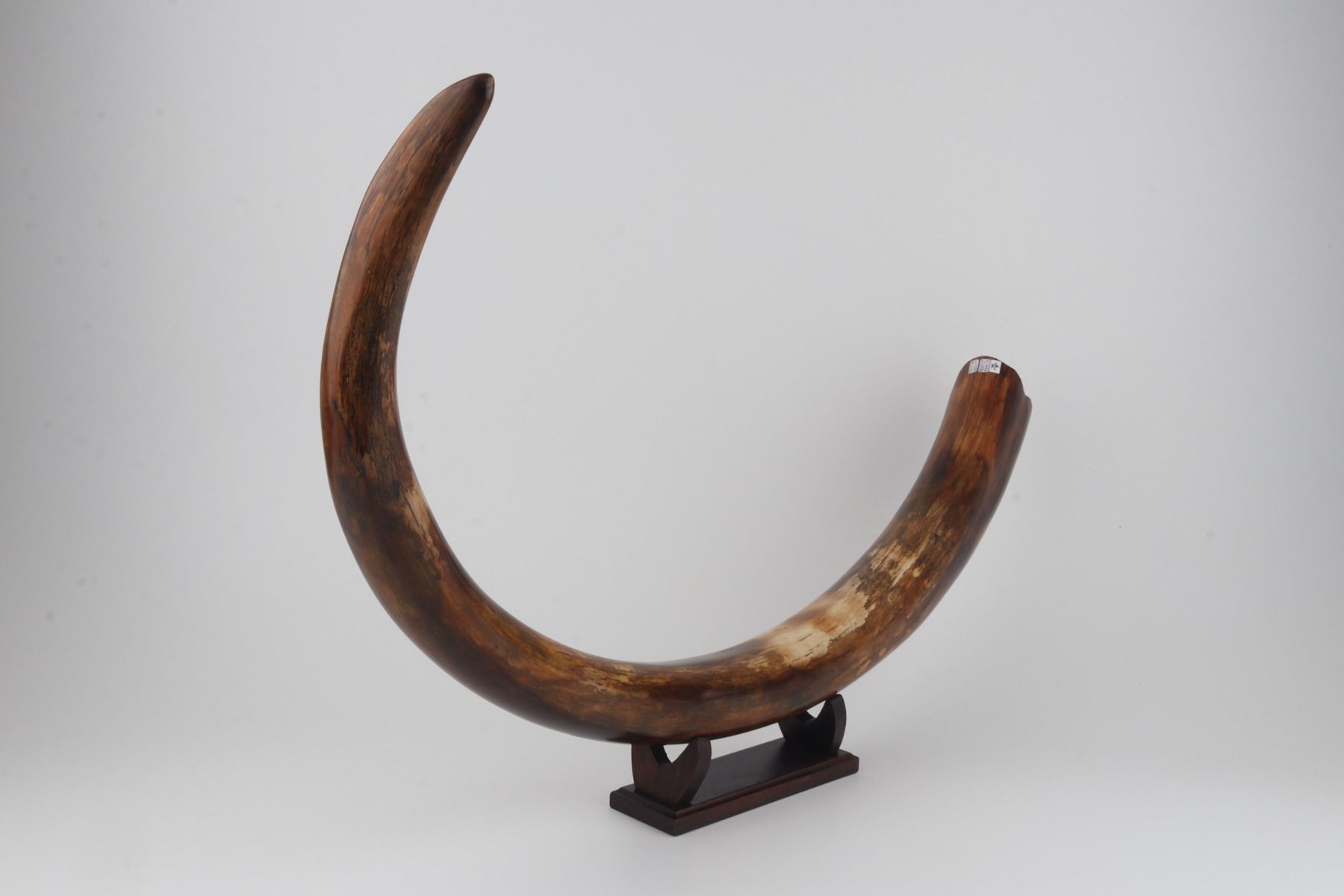 Restored woolly mammoth tusk