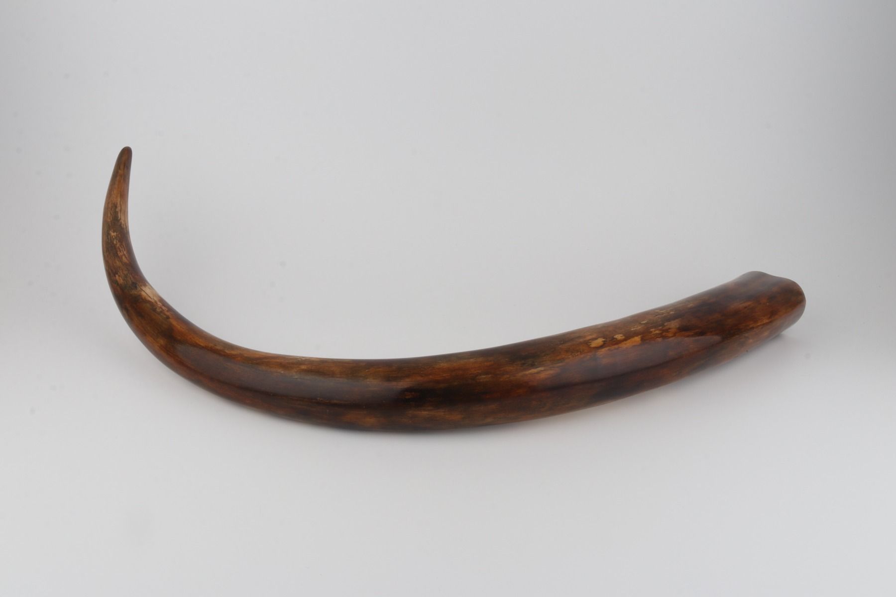 Restored woolly mammoth tusk