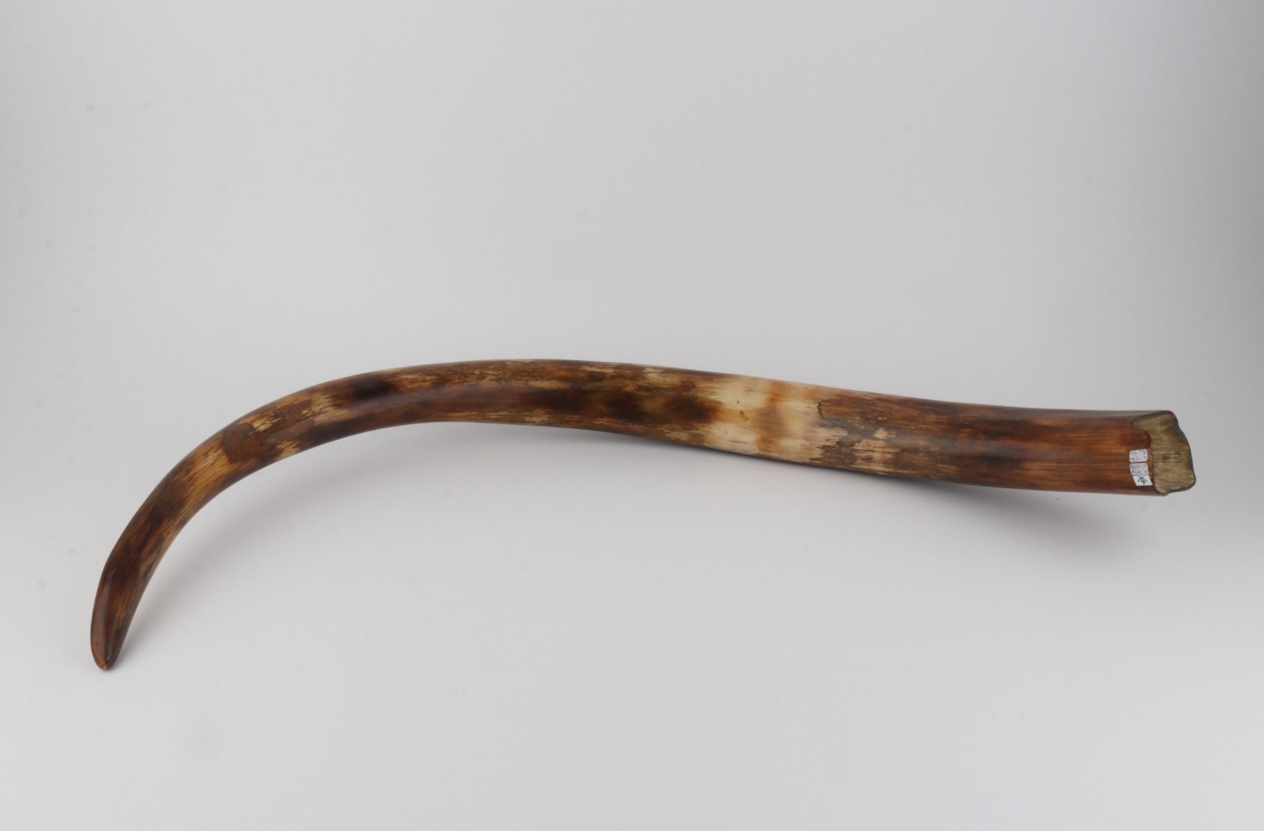 Restored woolly mammoth tusk