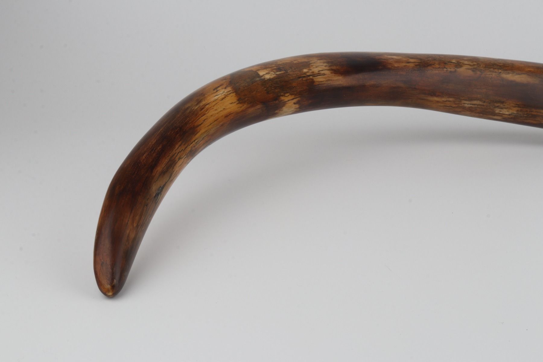 Restored woolly mammoth tusk