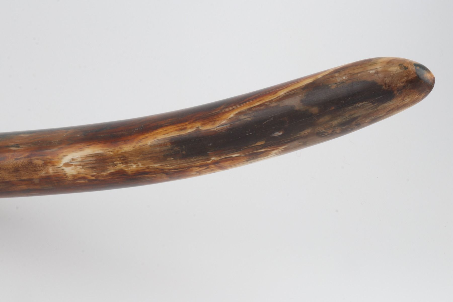 Natural woolly mammoth tusk