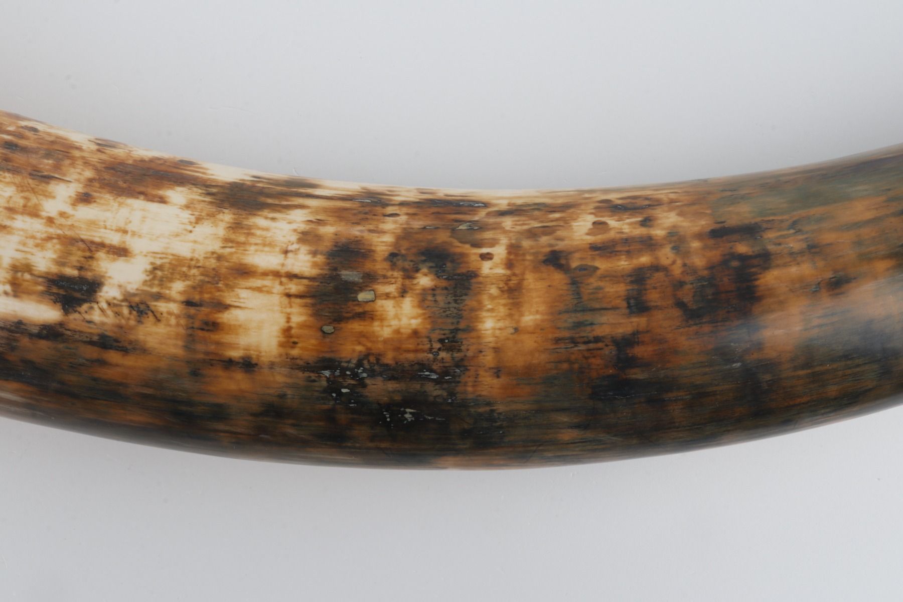Natural woolly mammoth tusk