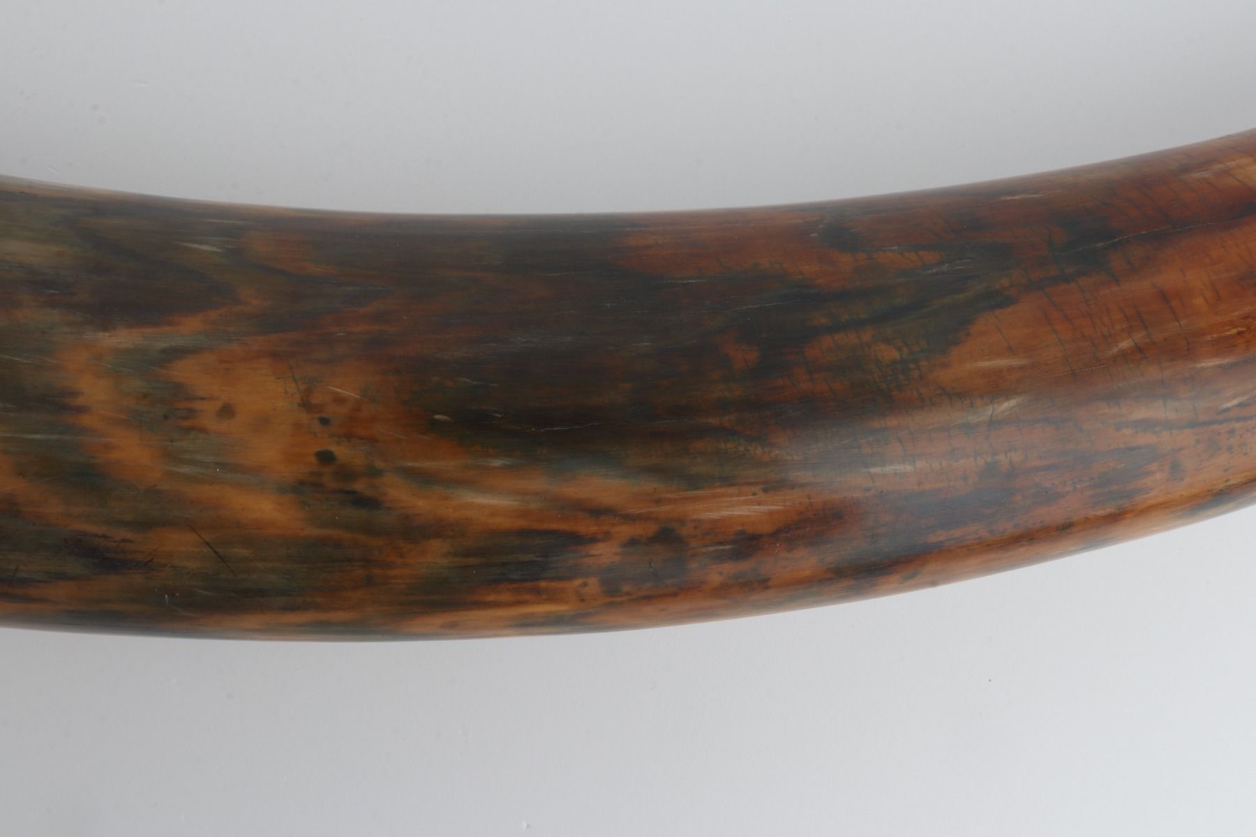 Natural woolly mammoth tusk