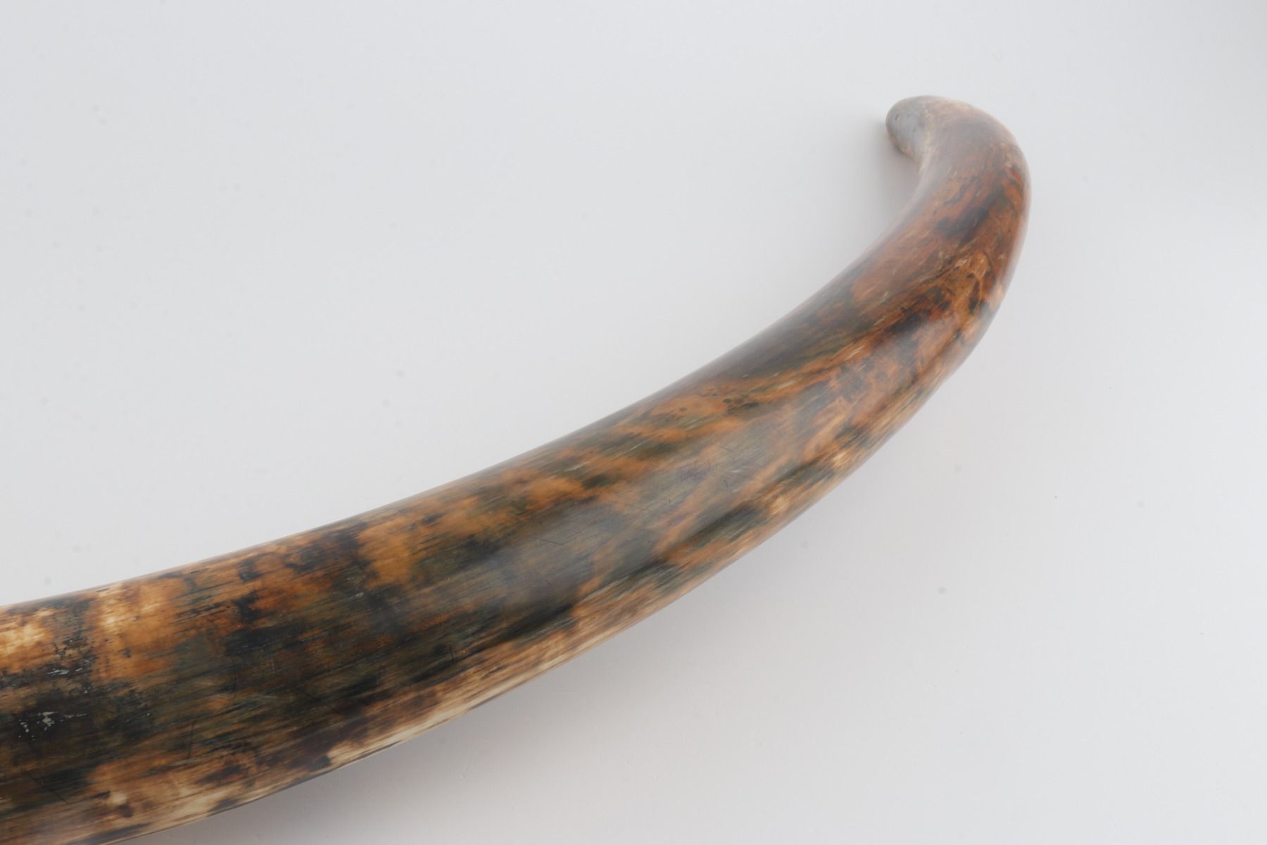 Natural woolly mammoth tusk