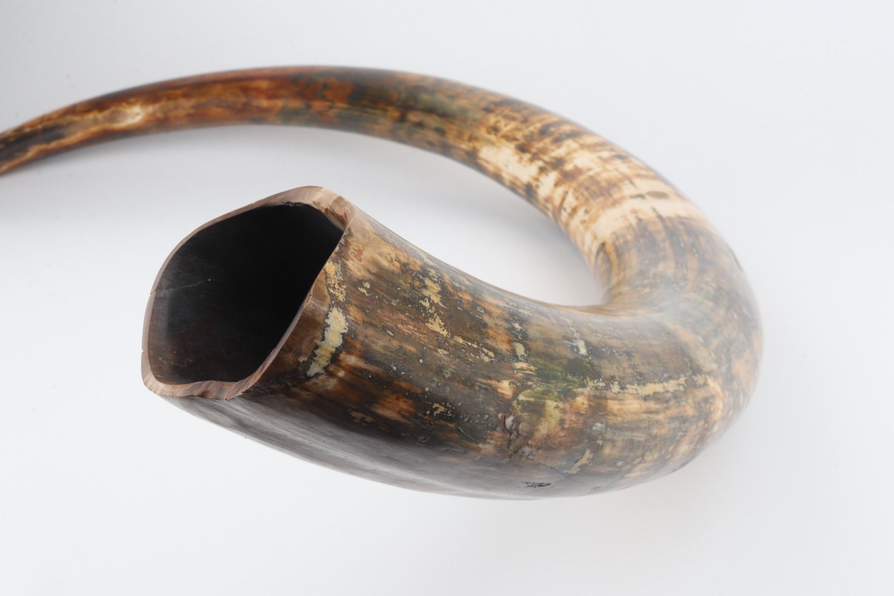 Natural woolly mammoth tusk