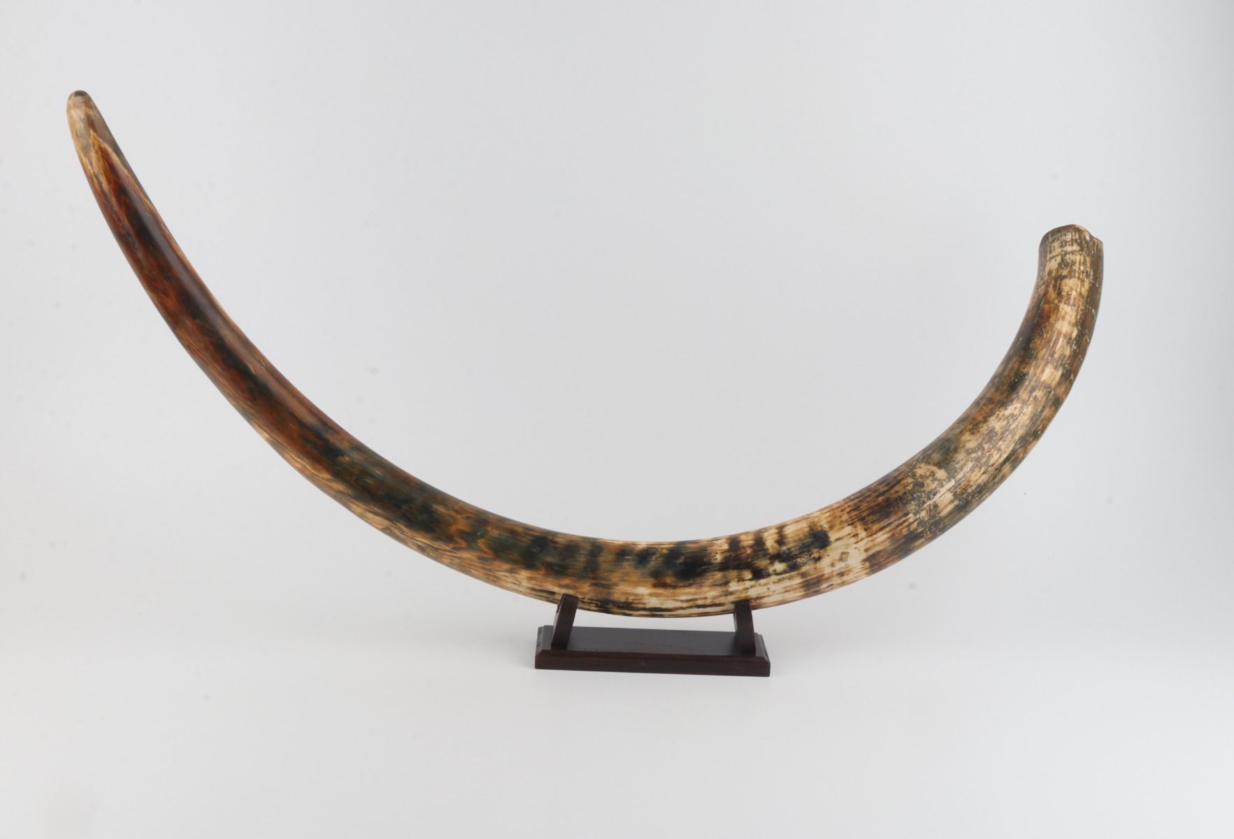 Natural woolly mammoth tusk