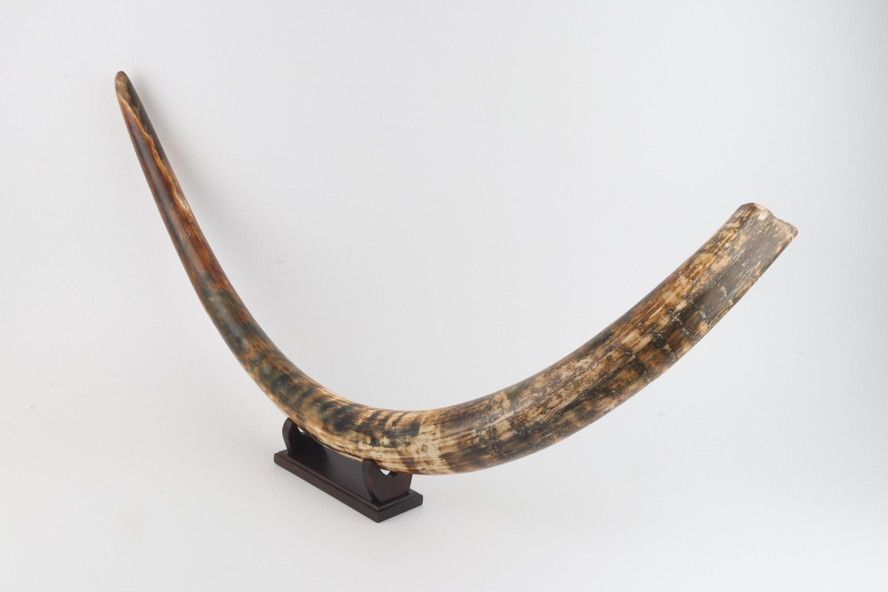 Natural woolly mammoth tusk