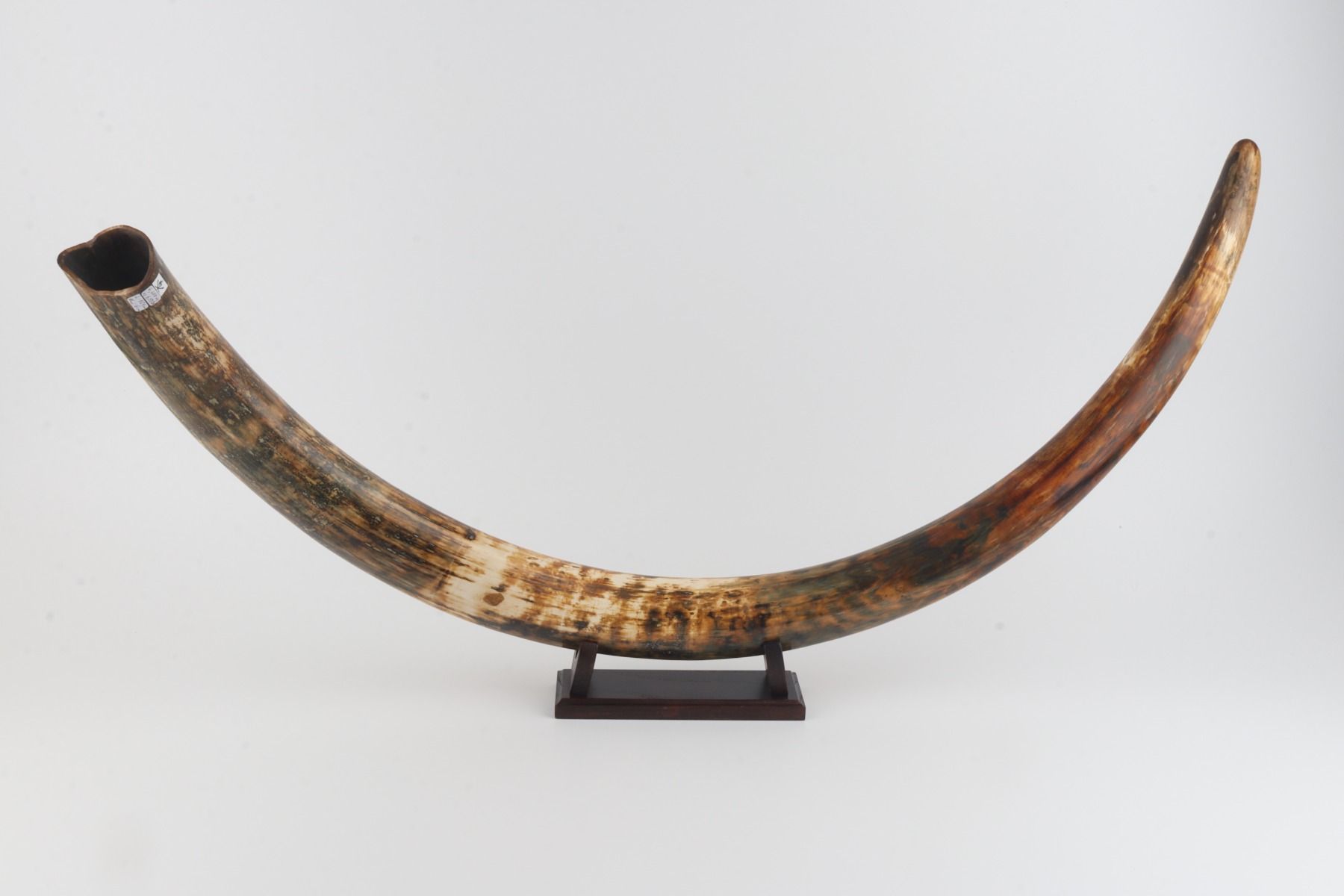Natural woolly mammoth tusk