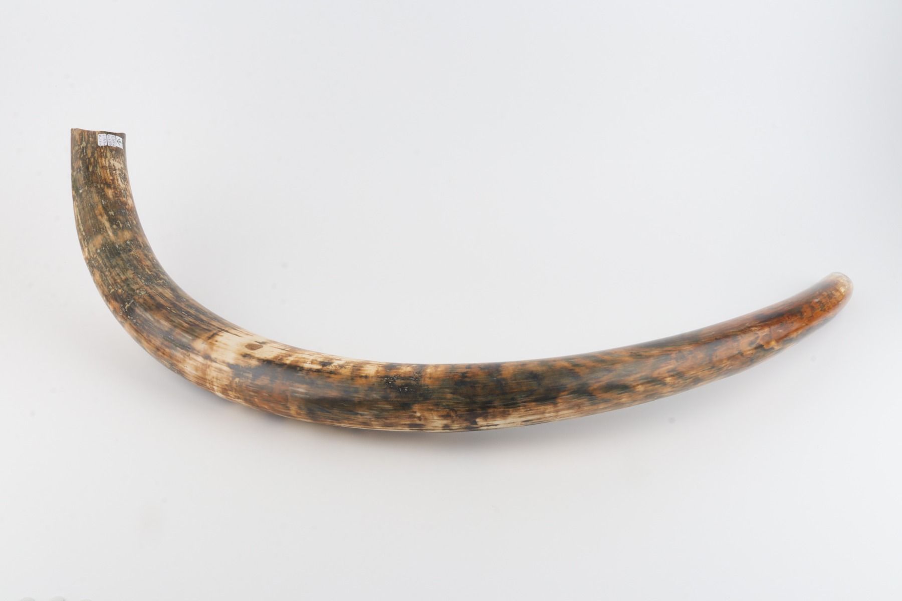 Natural woolly mammoth tusk