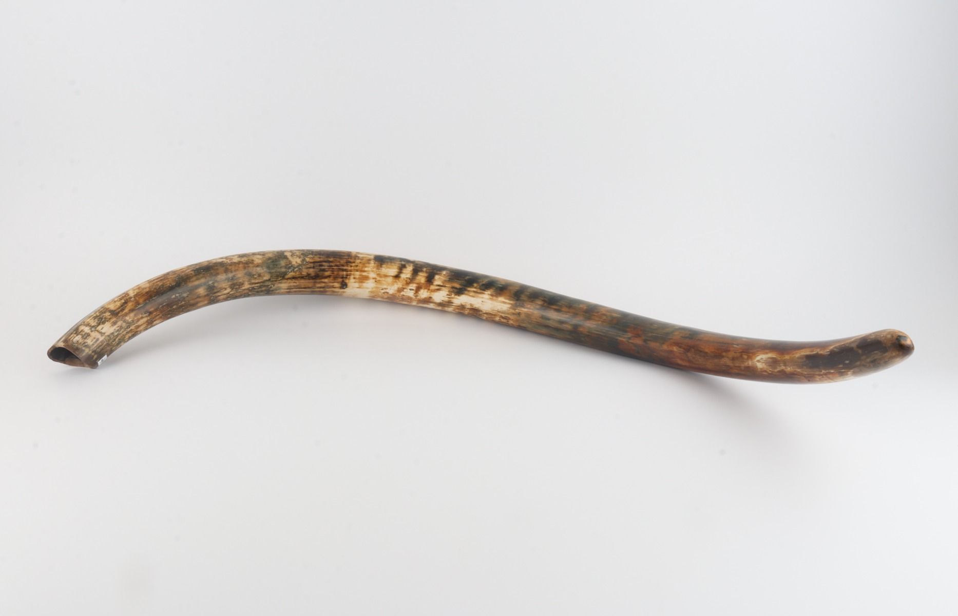 Natural woolly mammoth tusk