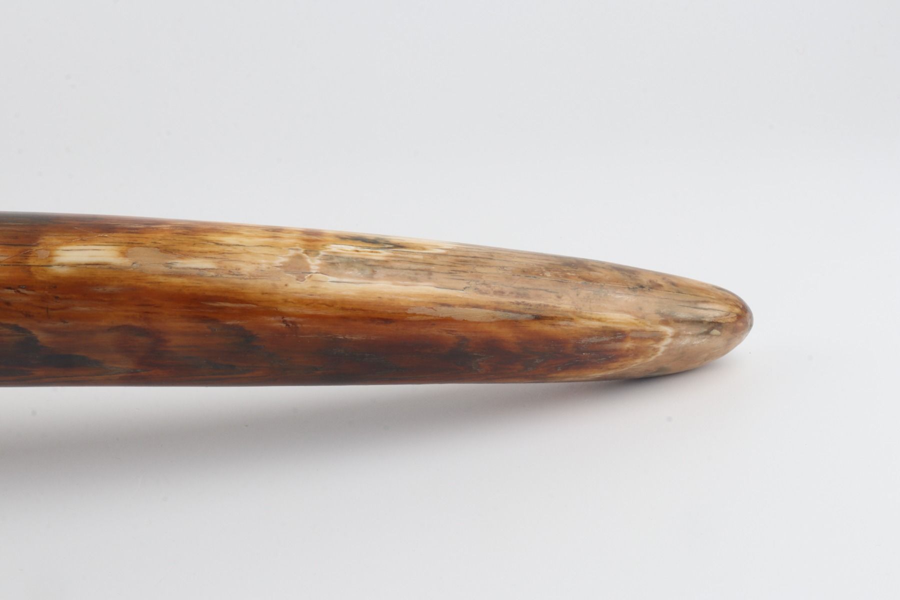 Natural woolly mammoth tusk