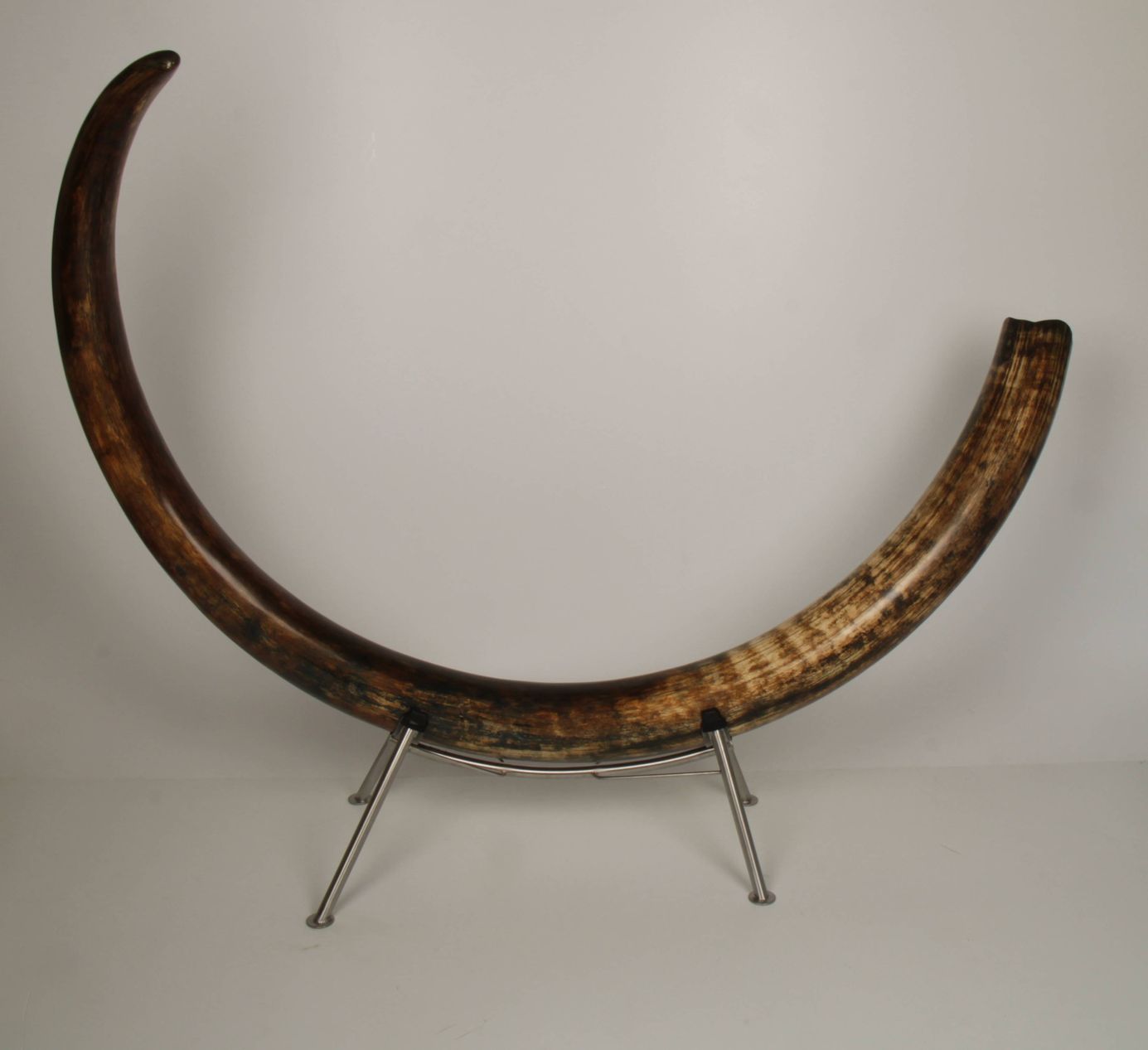 Natural woolly mammoth tusk