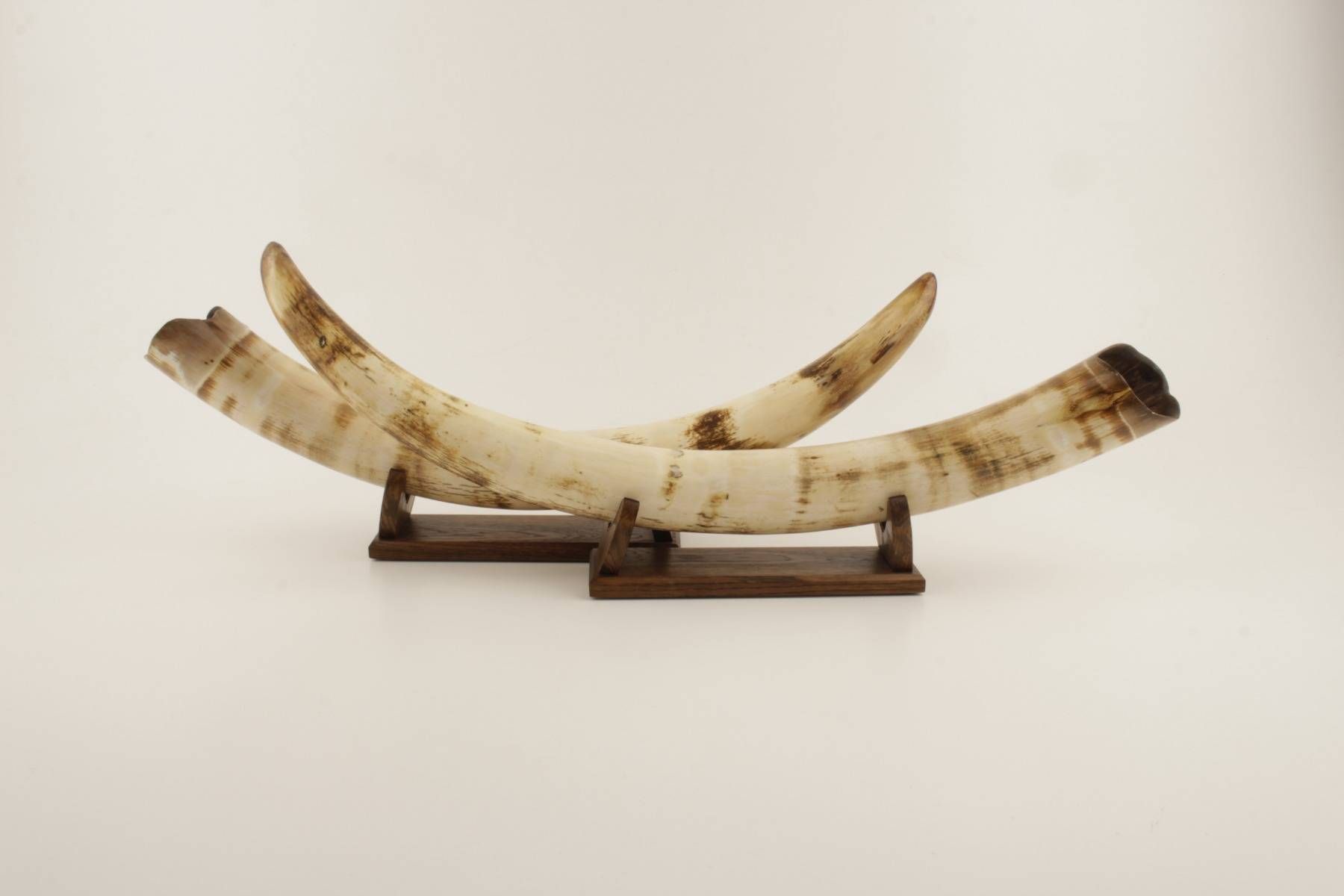 Restored mammoth tusk pair
