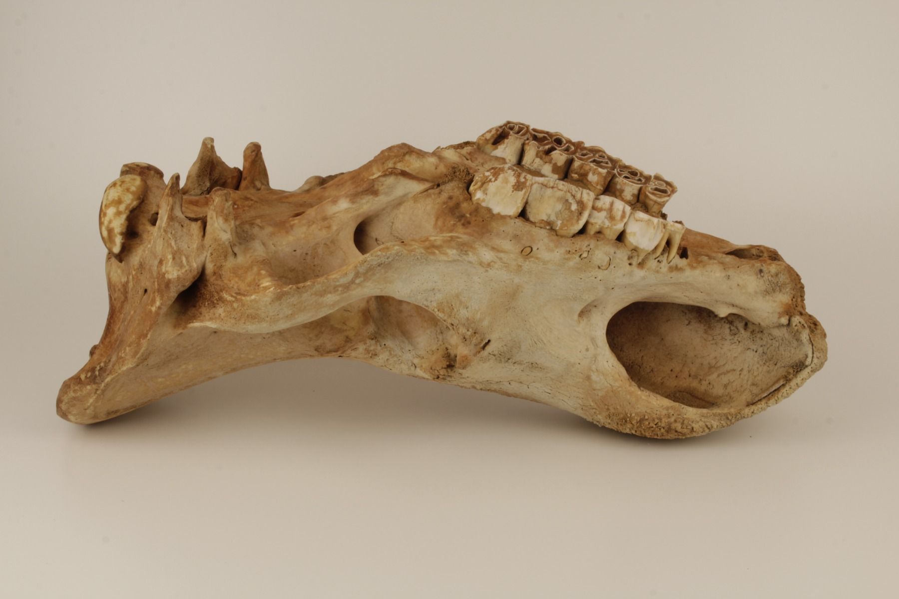 Natural Woolly Rhinoceros Skull 