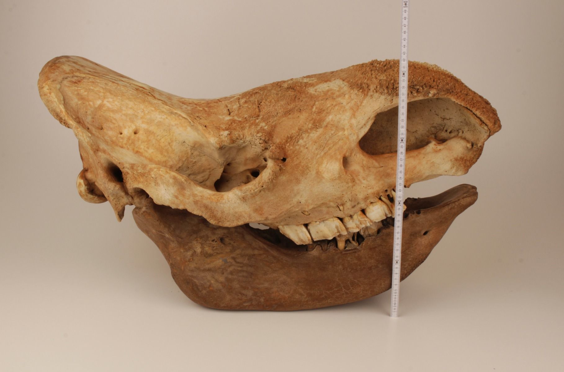 Natural Woolly Rhinoceros Skull 