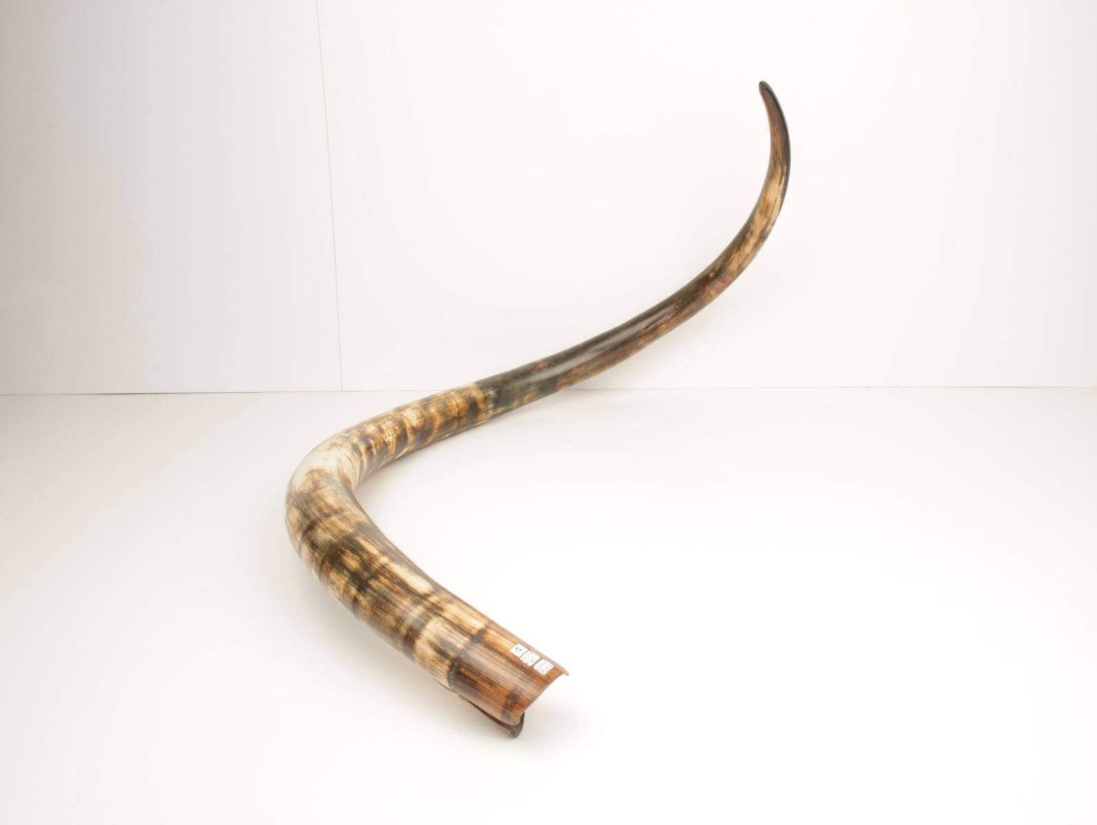 Restored woolly mammoth tusk